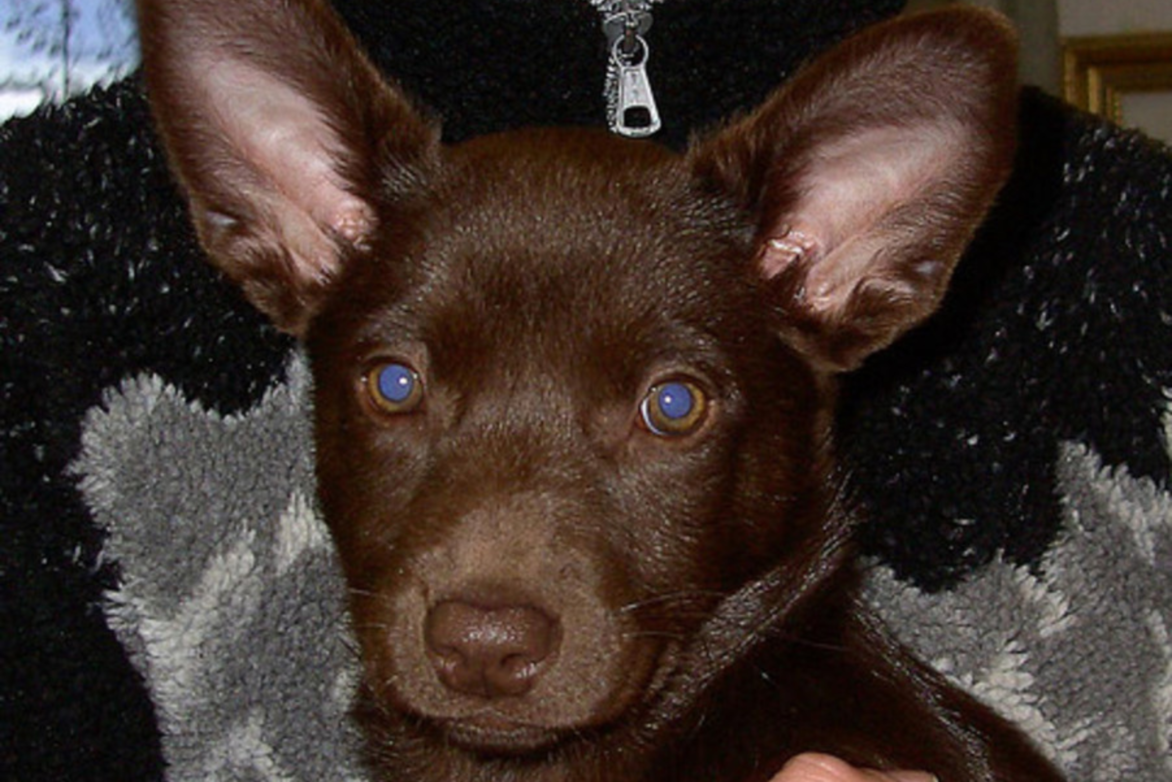 Happy Australian Cattle Dog in Nature · Free Stock Photo, image size:3840x2562