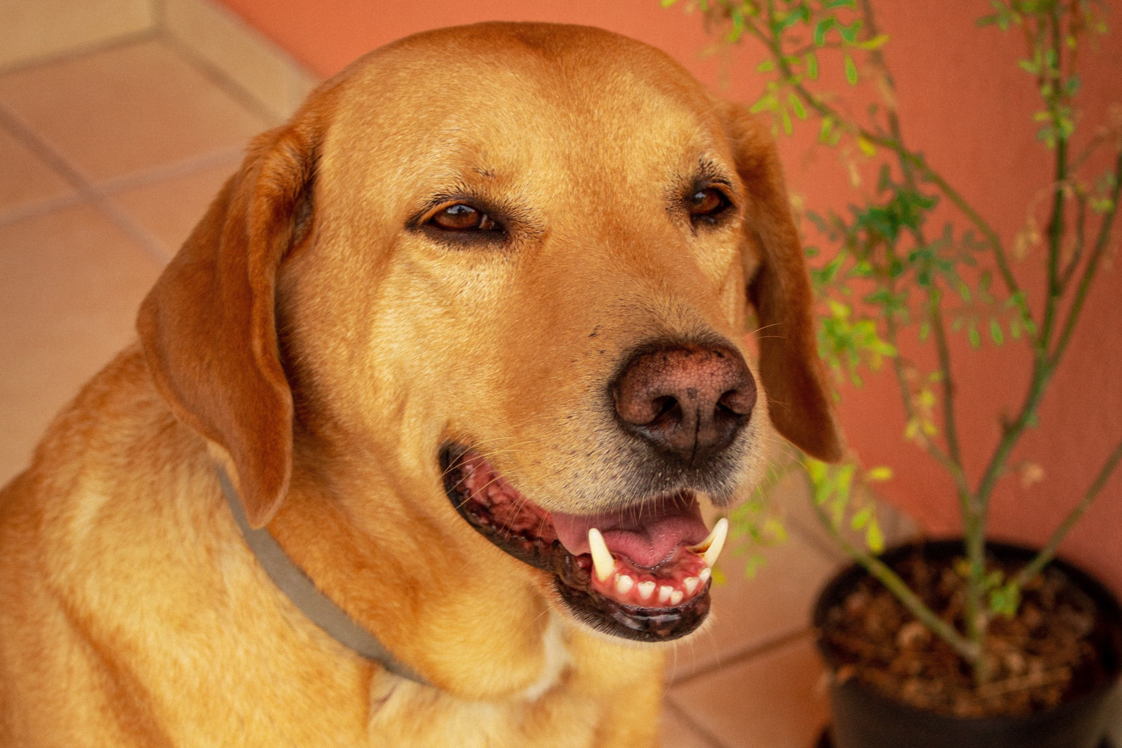 Why Do Dogs Cry When Excited - Wag!, image size:3840x2562