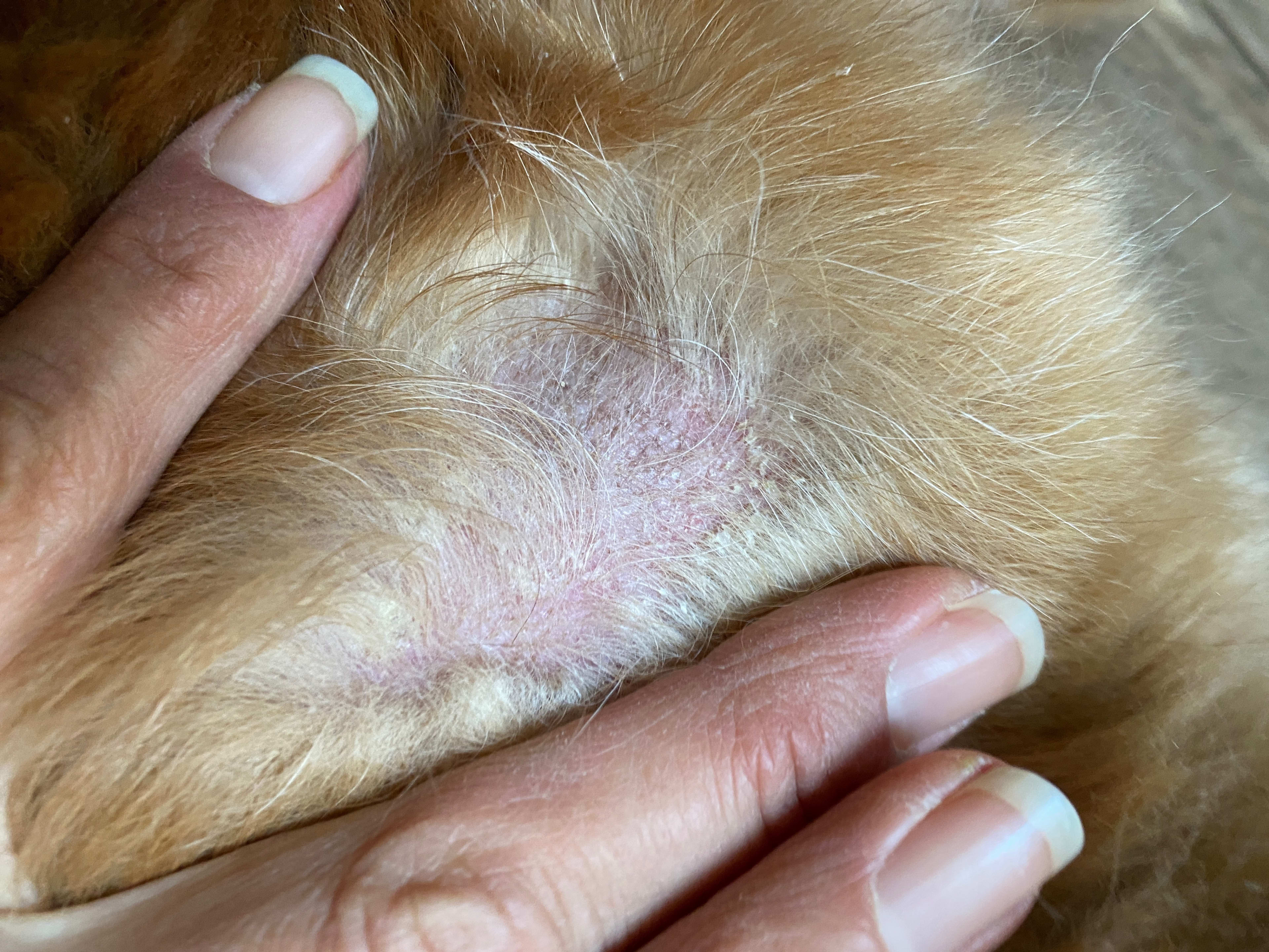 dog allergic to dust mites treatment