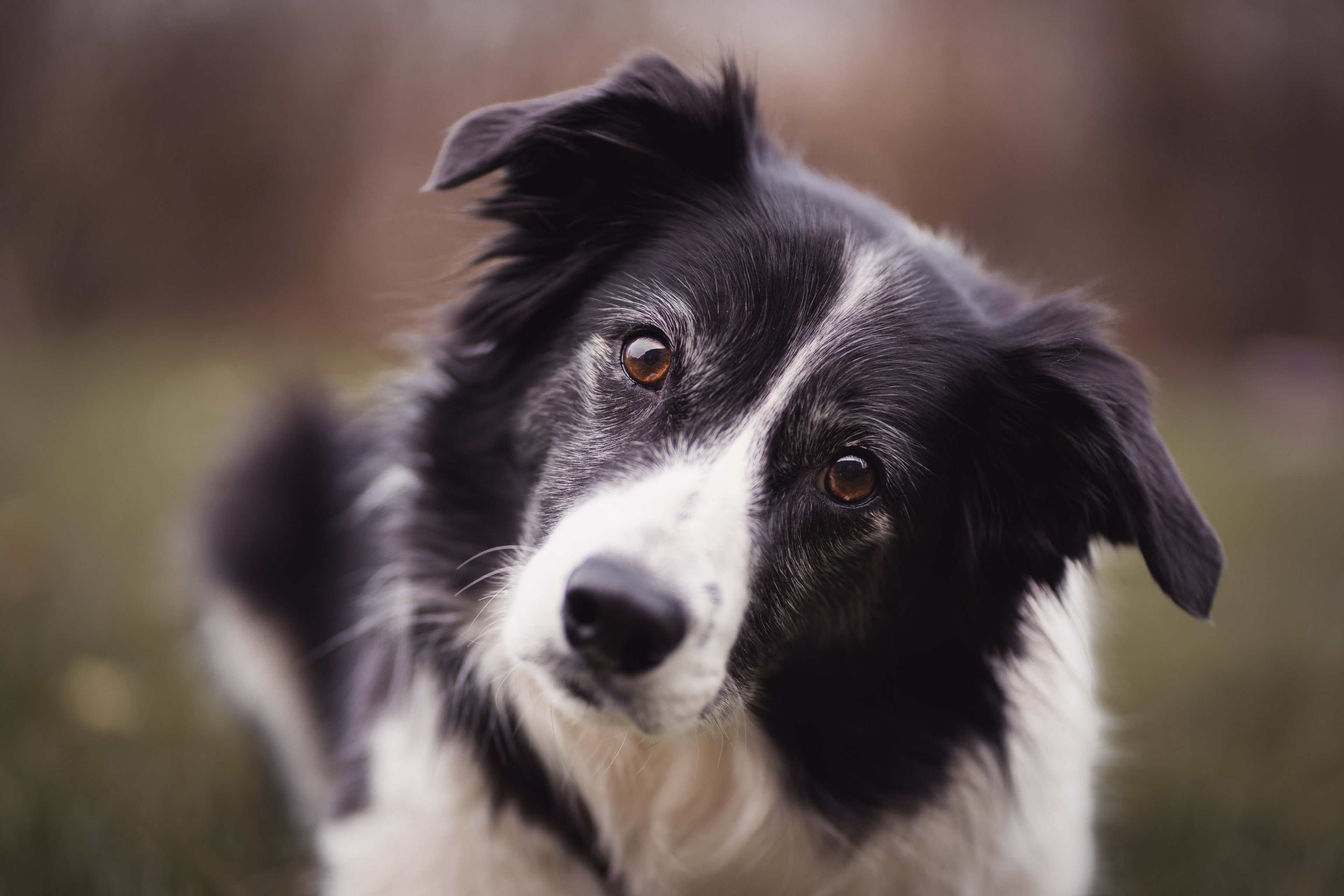 Best Names for a Border Collie - PetHelpful, image size:3840x2560