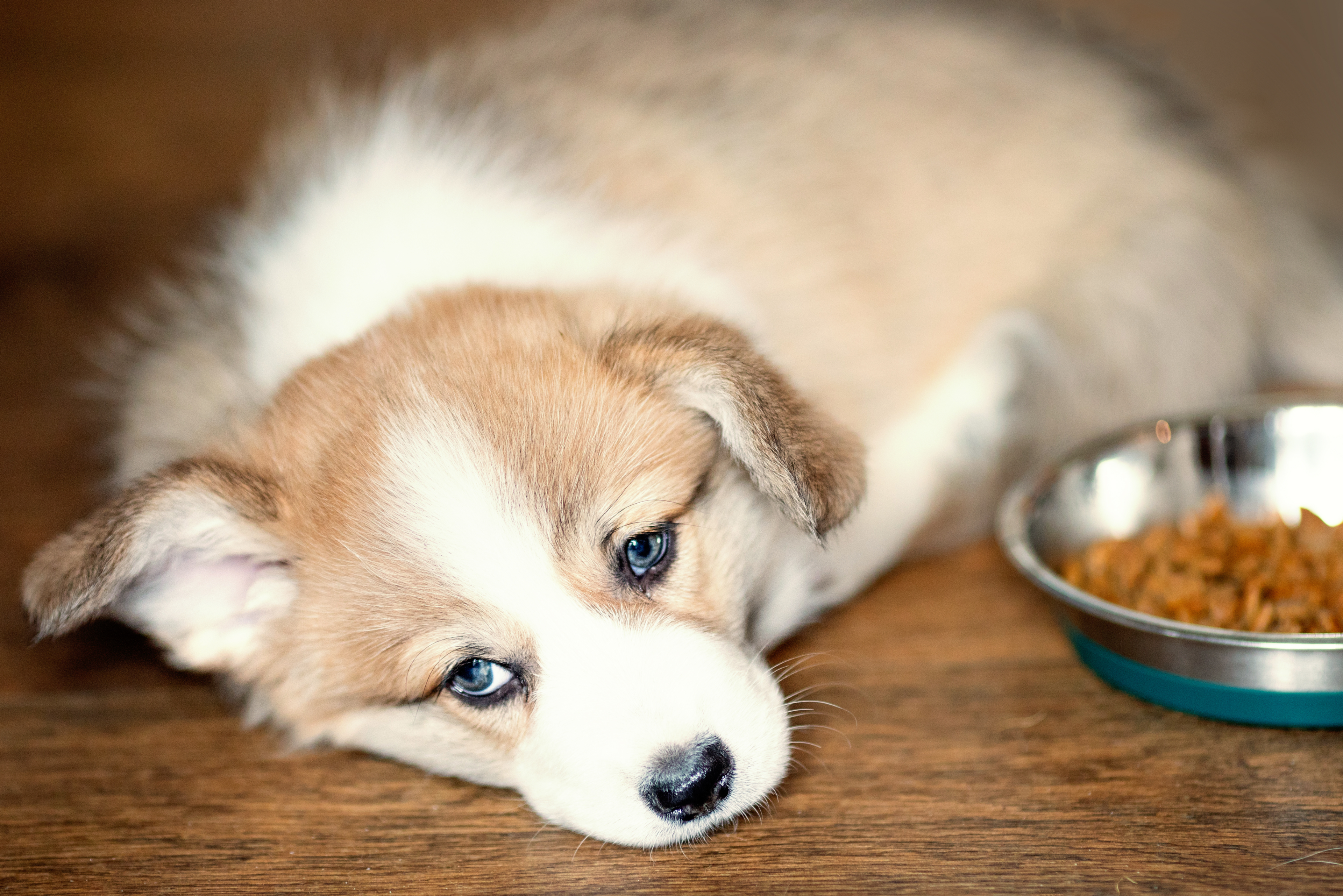 Dog Vomiting Can Puppies Eat Grass Vet My Dog Wont Eat And Vomits