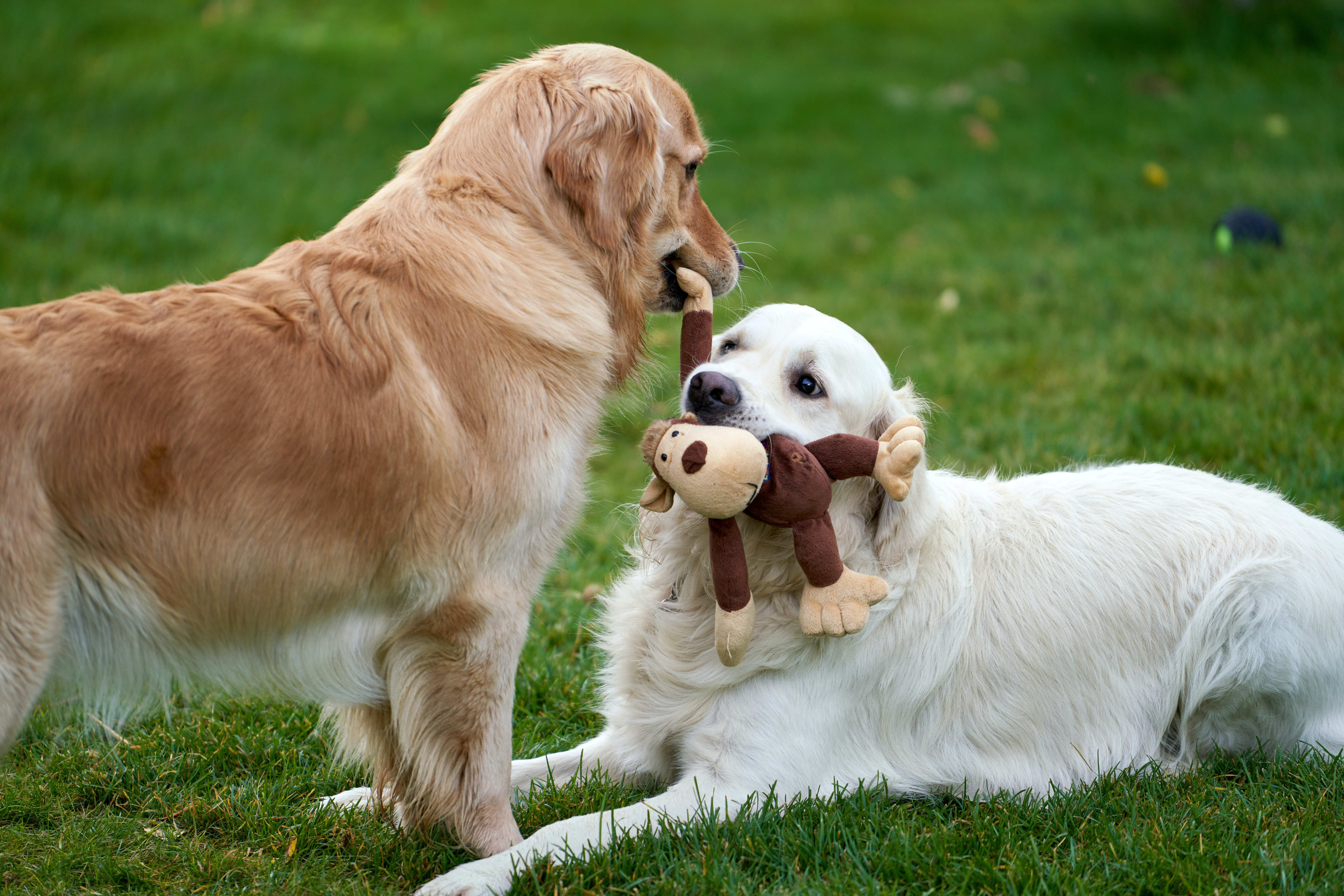 How To Keep Female Dog In Heat Away From Male