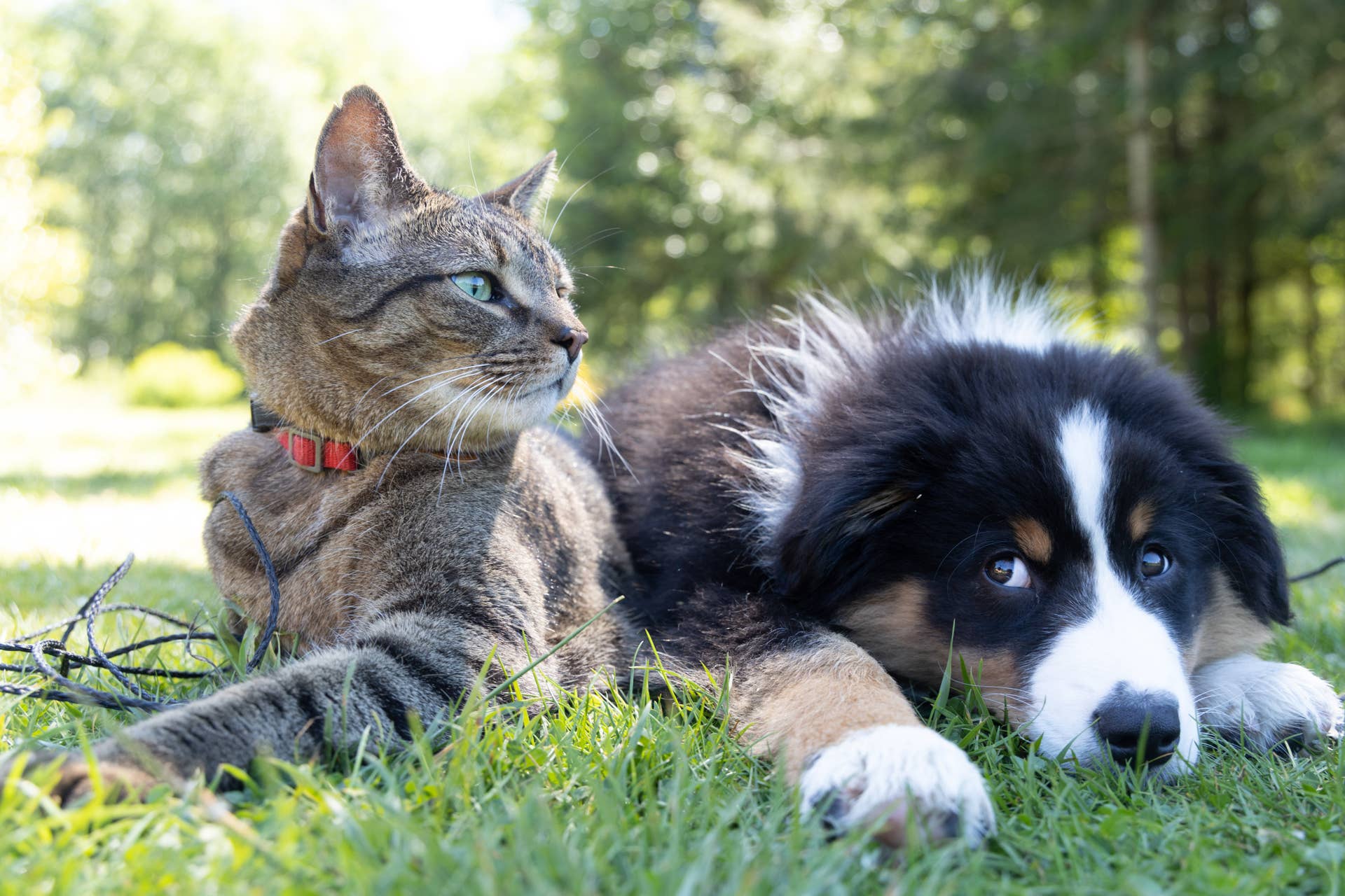 What Small Dog Breeds Get along Well With Cats: Top Friendly Picks