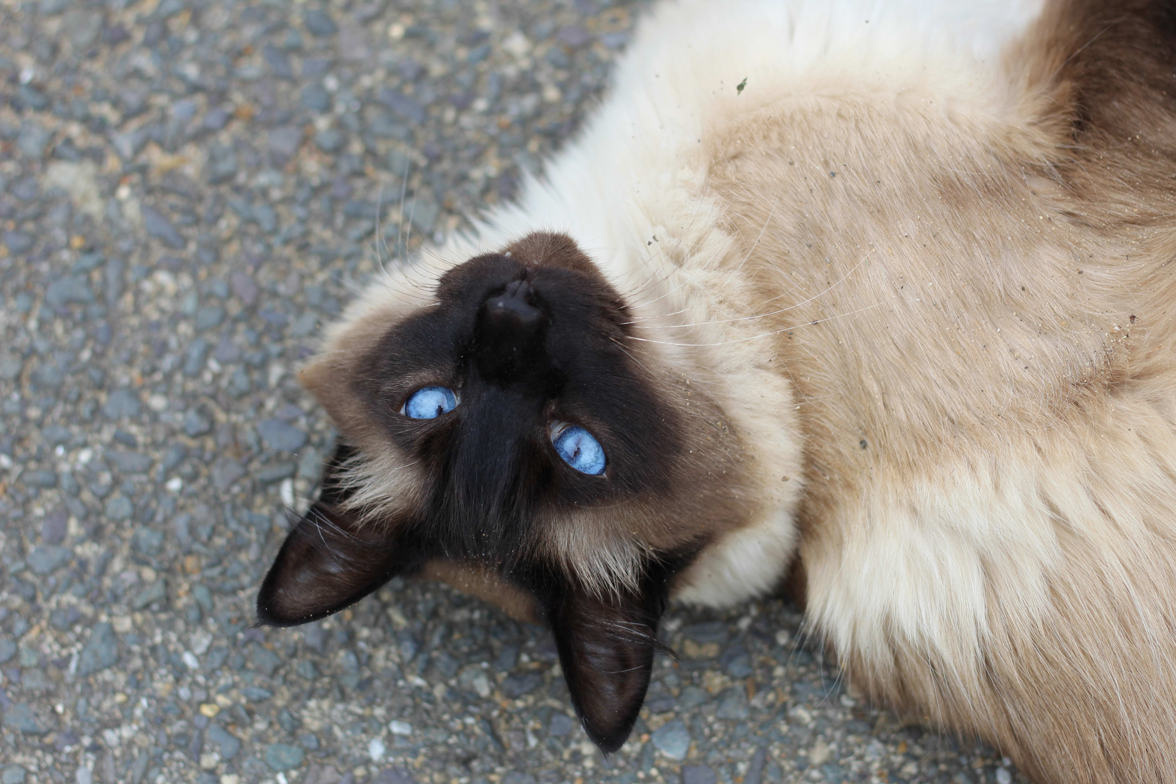 Siamese Cats: What You Should Know - PetHelpful, image size:3840x2560