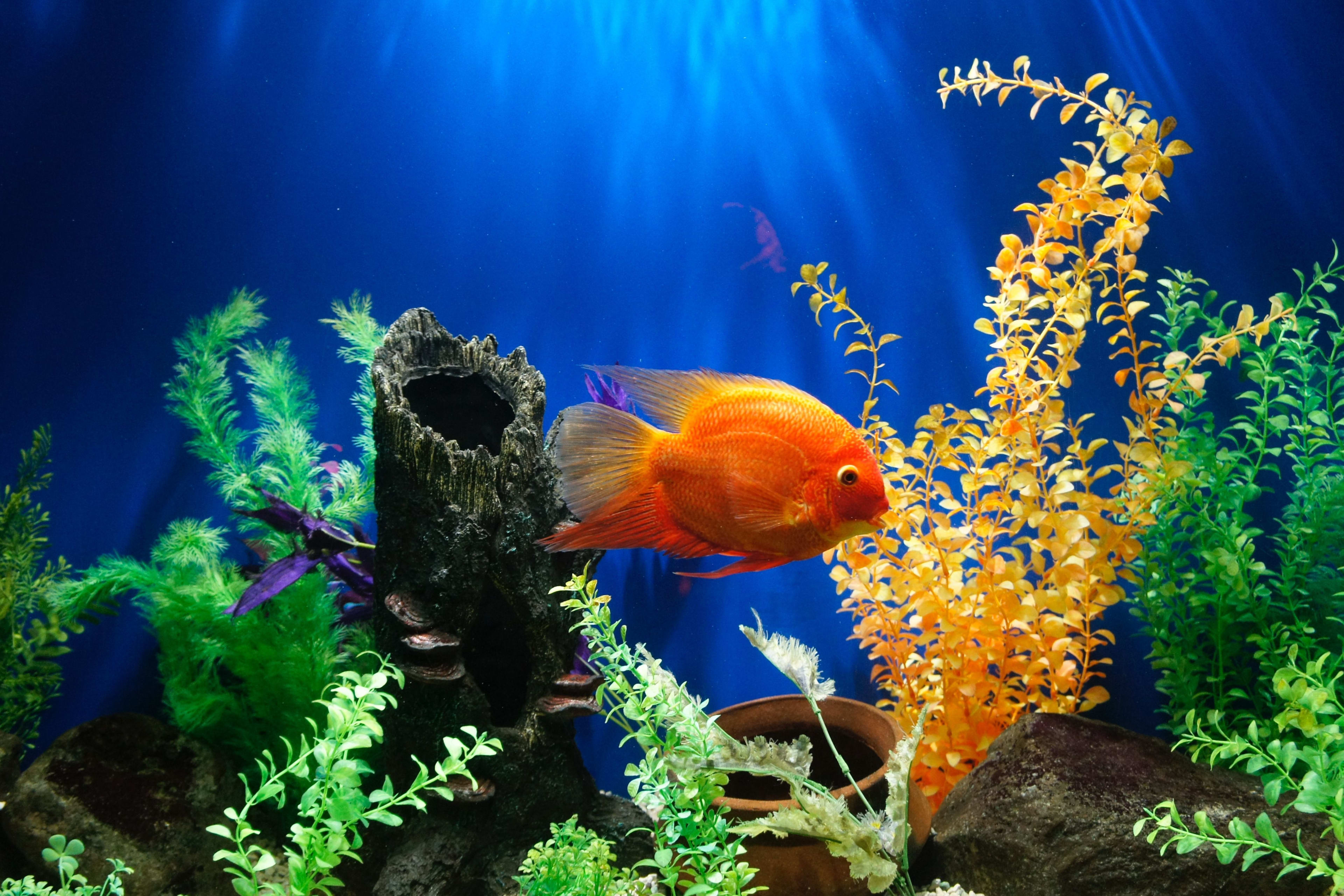 How to Decorate Your Fish Tank: Dos and Don&#039;ts
