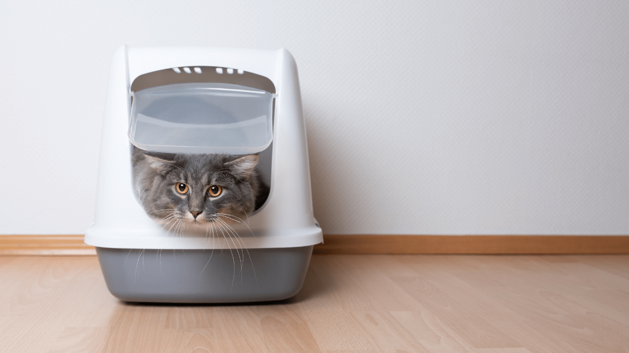 Buy female cat uti treatment Hotsell UTI in Cats The Causes Diagnosis and  Treatment of Cat, image size:1280x720