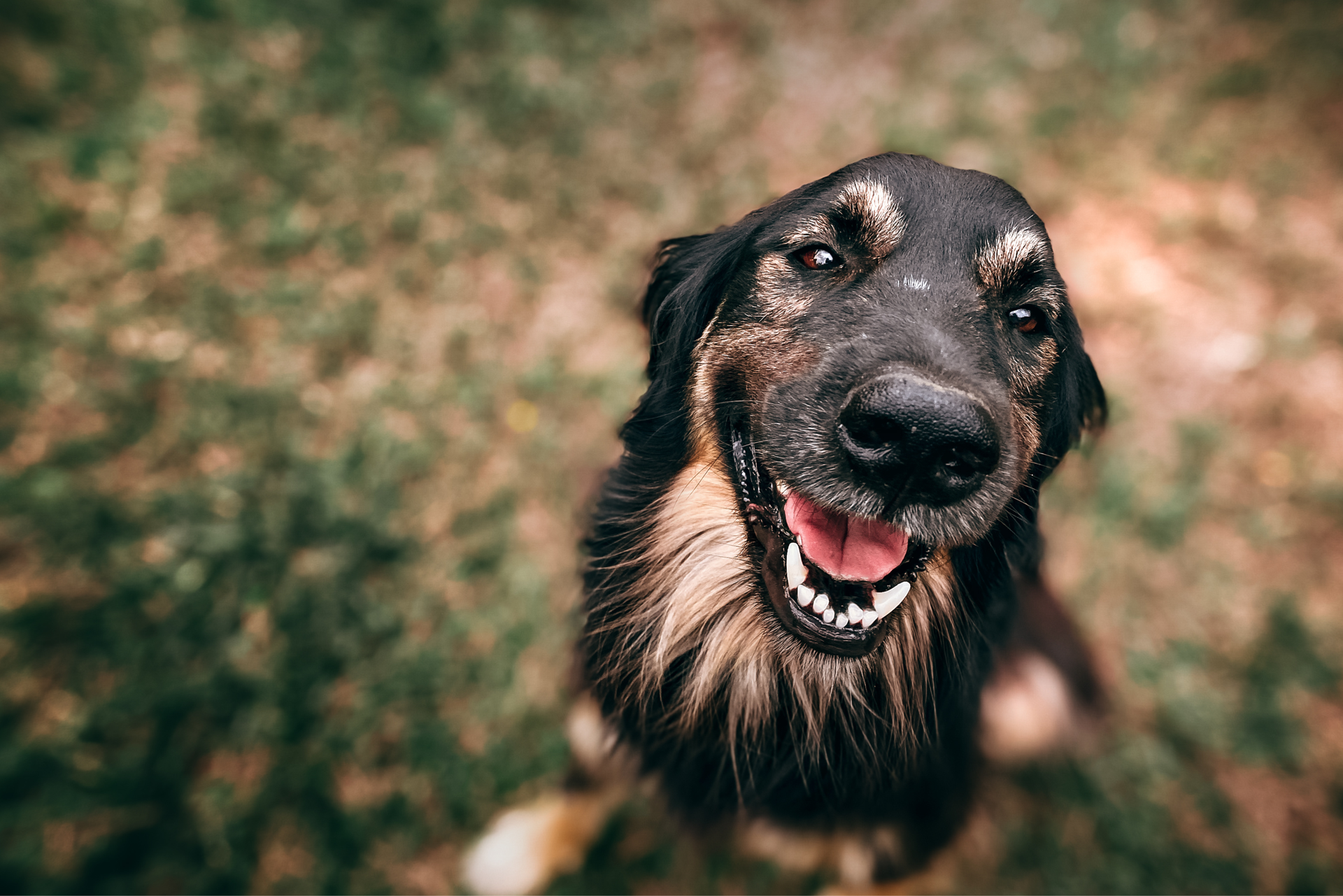 9 Best Pets for Teens (From Dogs to Hedgehogs) - PetHelpful