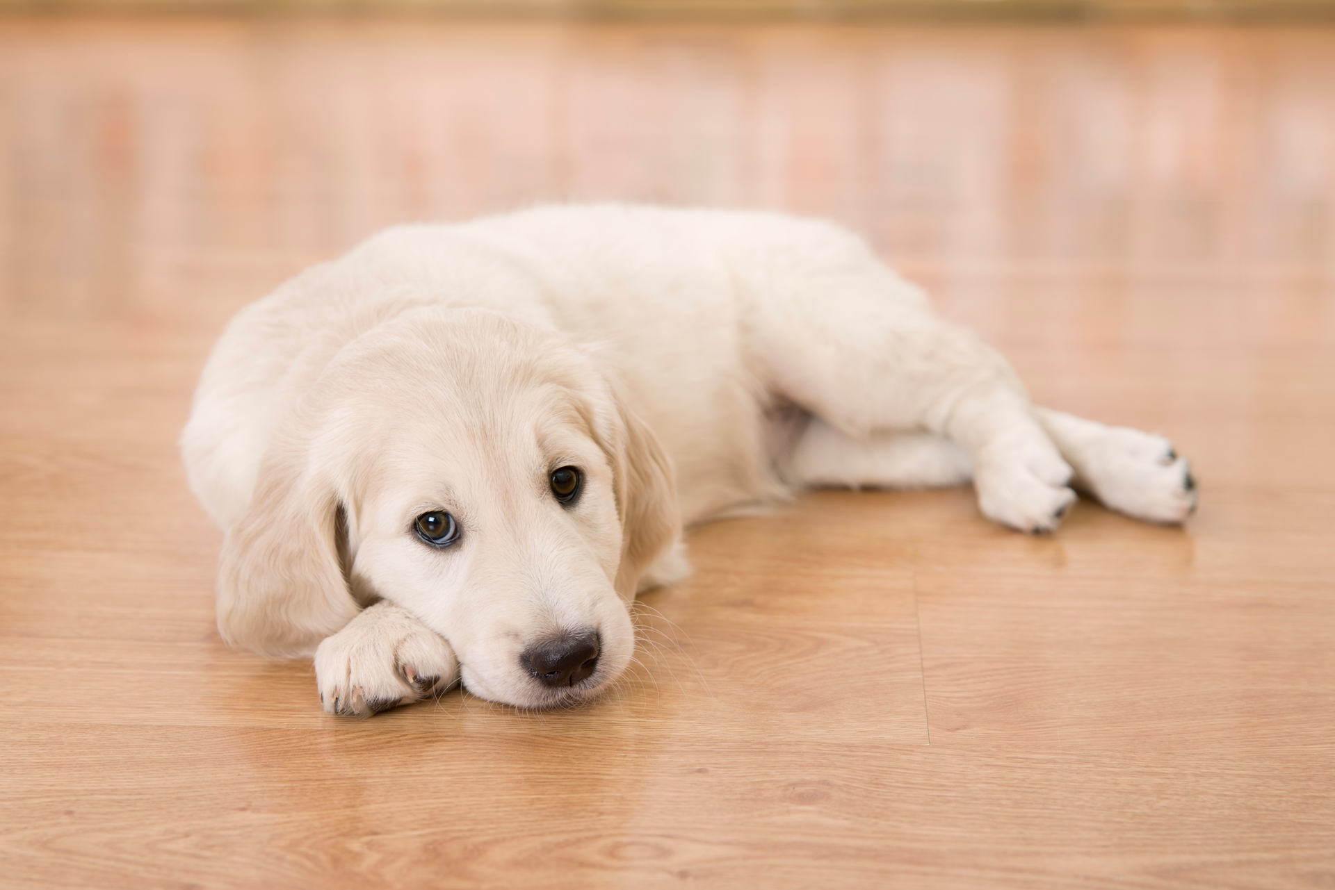 Can Worms and Malnourishment Stunt Puppy Growth? - PetHelpful