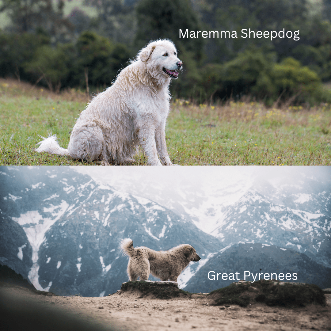 Maremma Sheepdog vs. Great Pyrenees 10 Differences