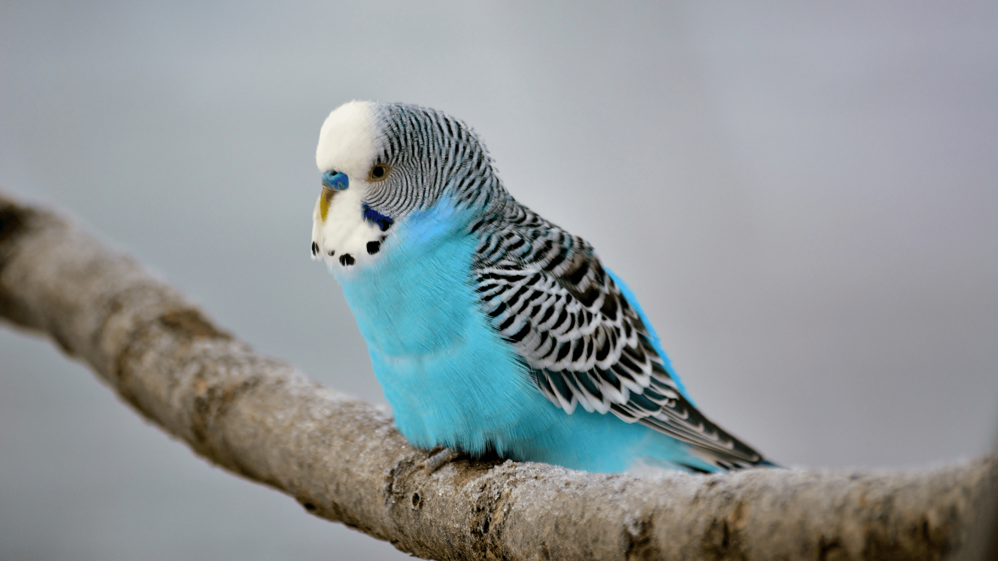 https://pethelpful.com/.image/w_3840,q_auto:good,c_limit/MTk4NjkxMzU1NzU5NzQ4ODcx/how-to-care-for-a-pet-budgie.png
