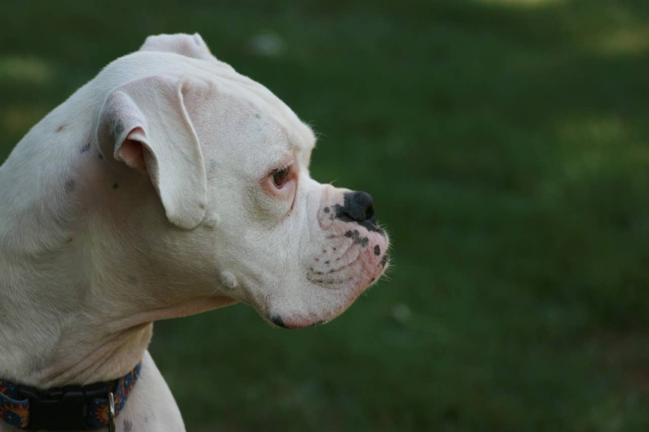 Are Boxers Smart Dog Breeds: Surprising Facts You Need to Know