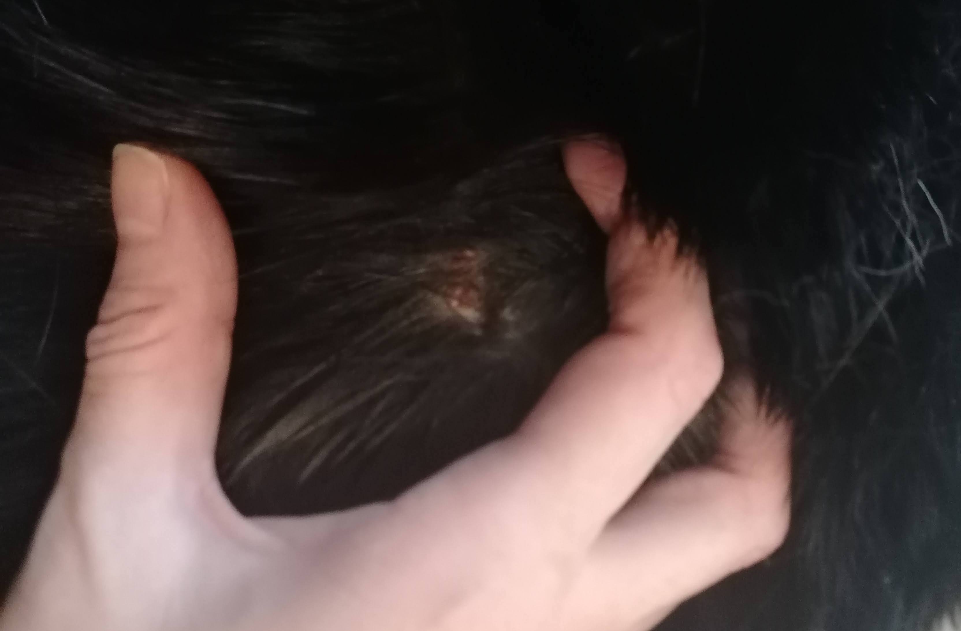 miliary dermatitis cat treatment