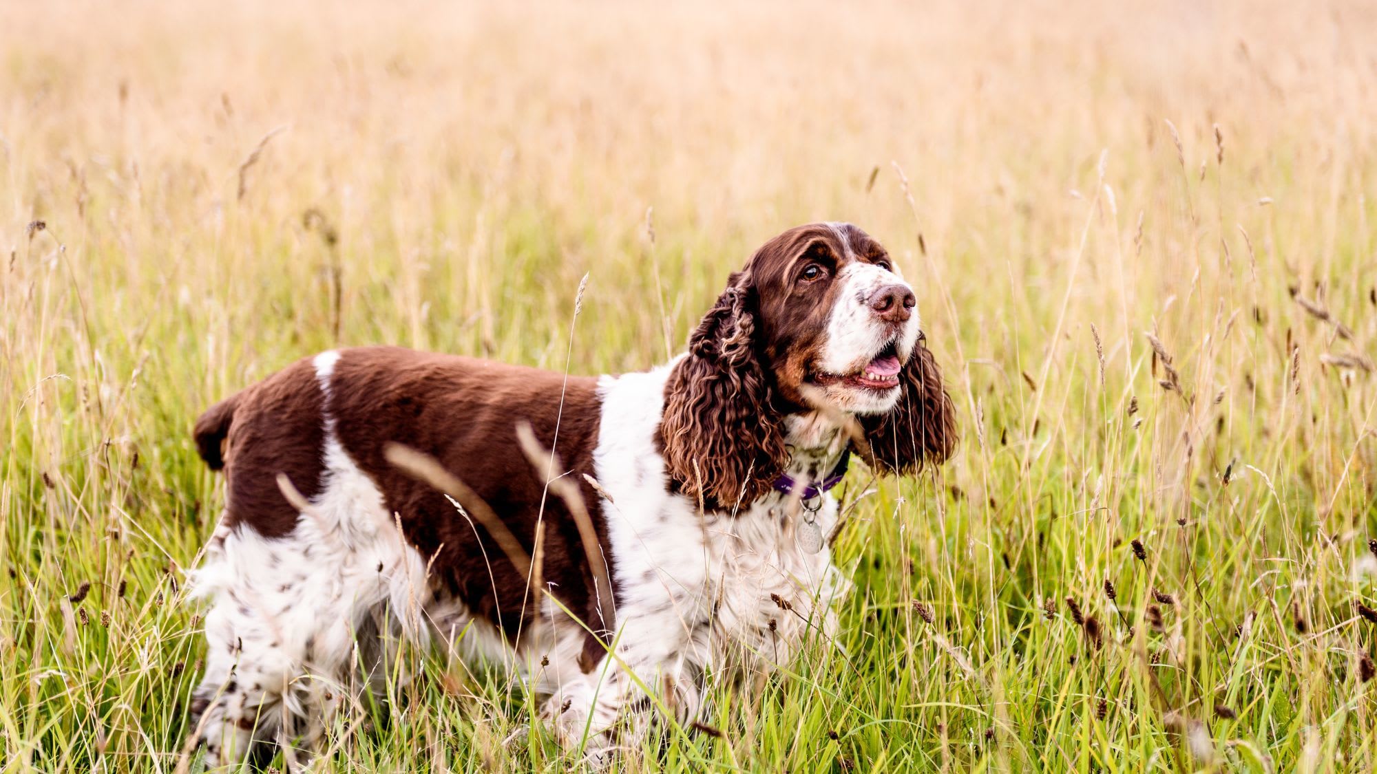 Shop english springer spaniel liver Deals The Ultimate Guide to English Springer  Spaniels Breed Info Tips, image size:2000x1125