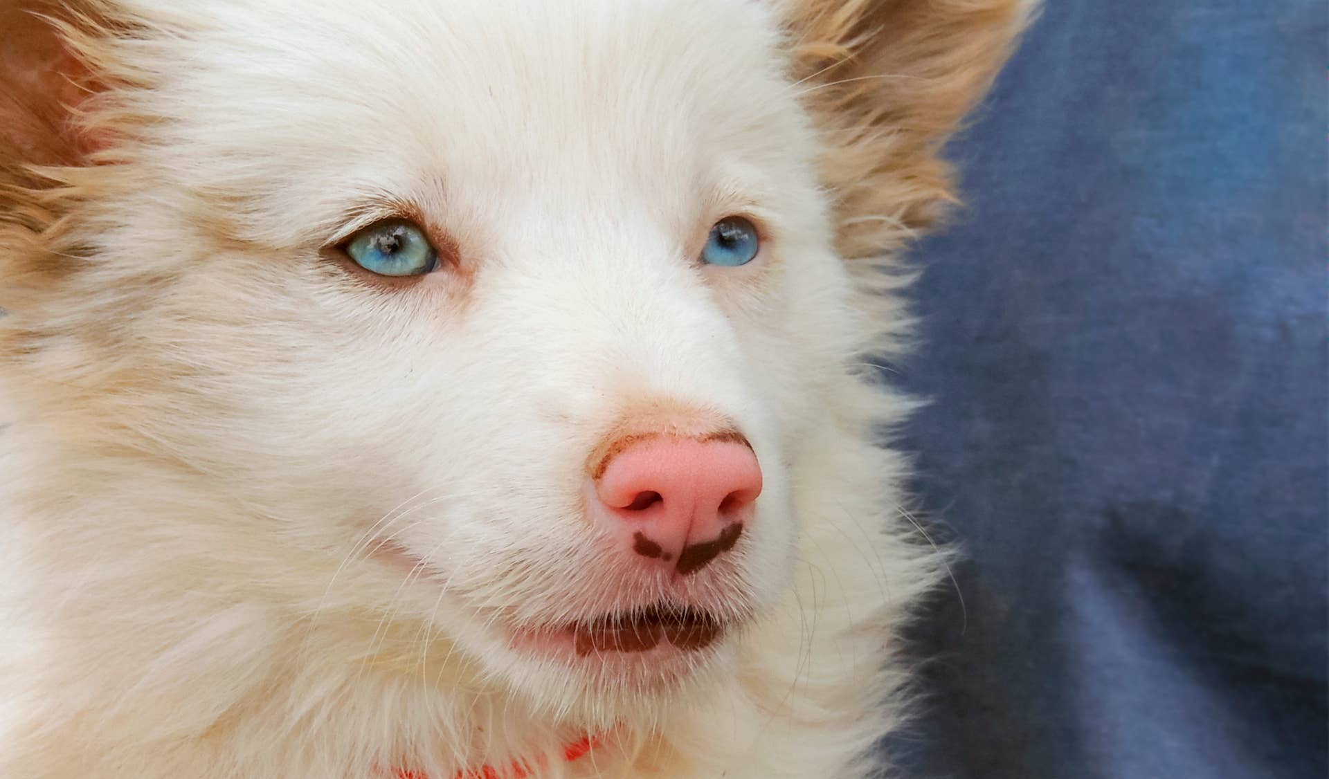 How to Train a Deaf And Blind Dog: Effective Steps for Success