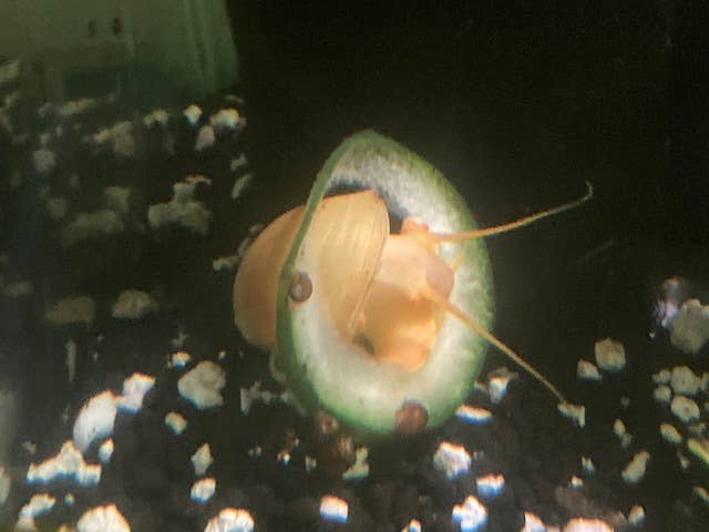 Tips on Keeping Mystery Snail Shells Healthy