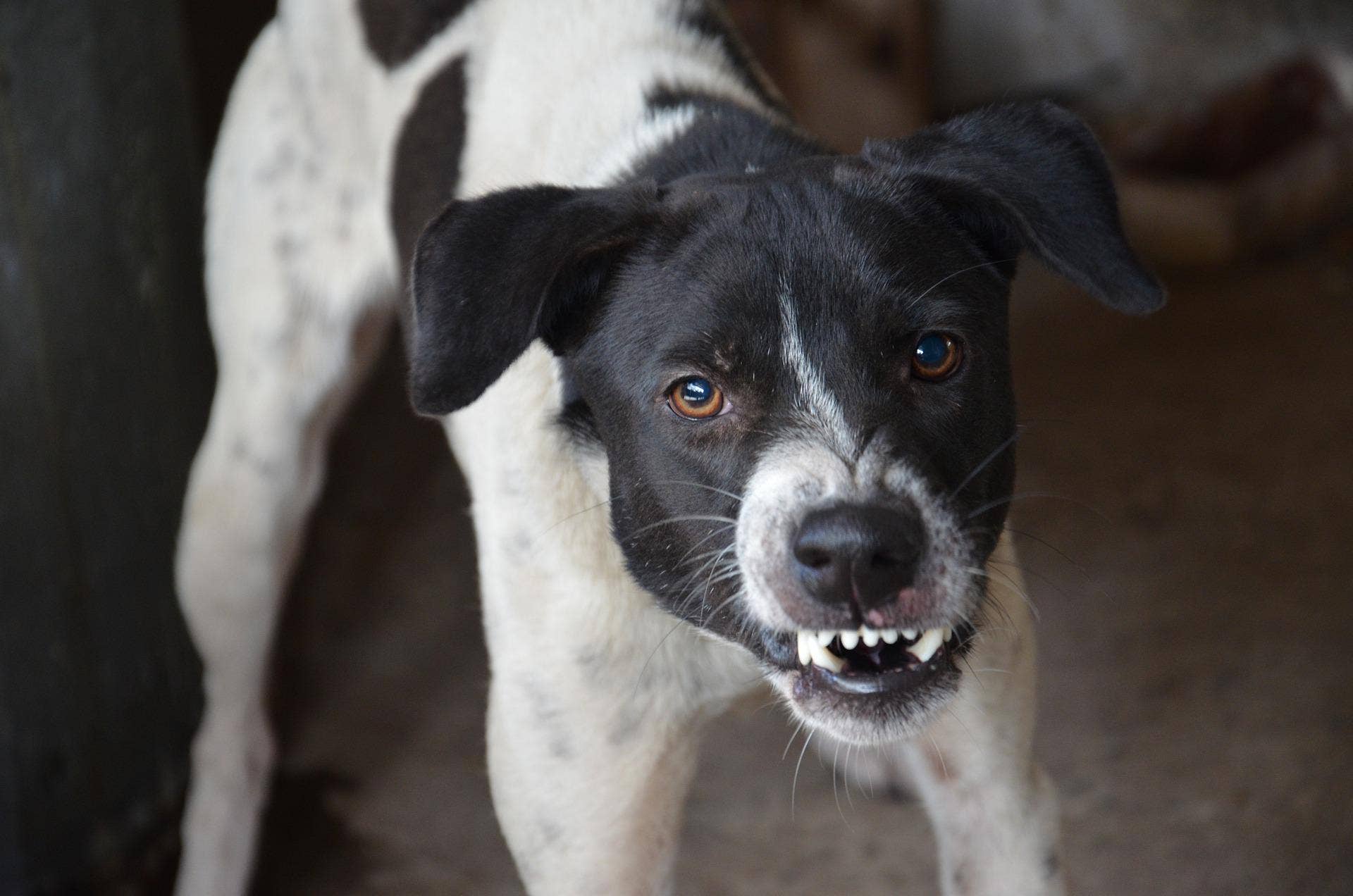 Predatory Dog What Is Predatory Aggression In Dogs