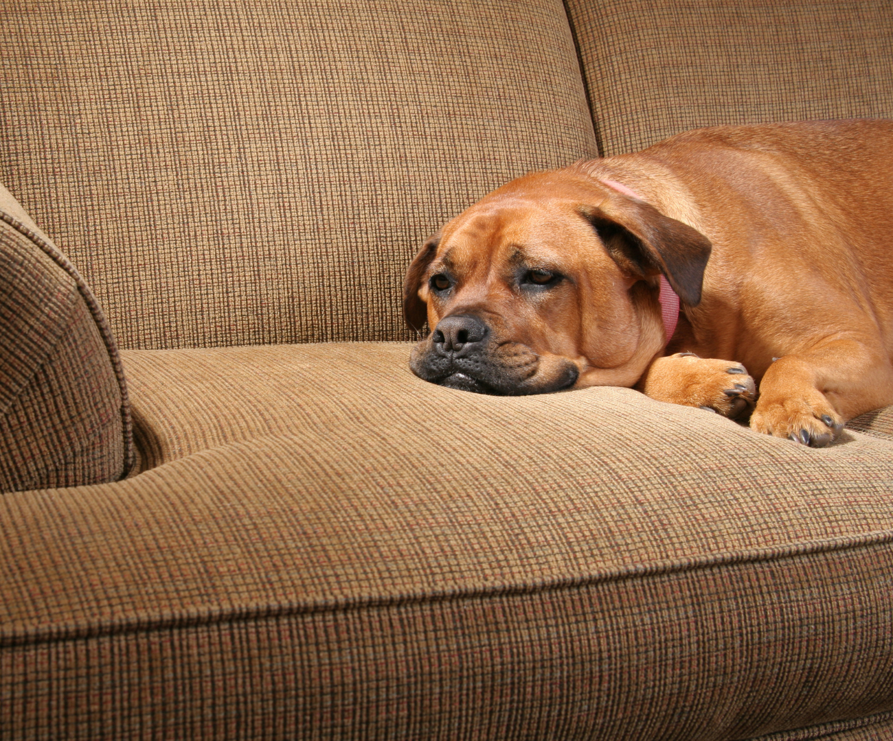 Metronidazole for Dogs Uses, Side Effects, and Dosage PetHelpful