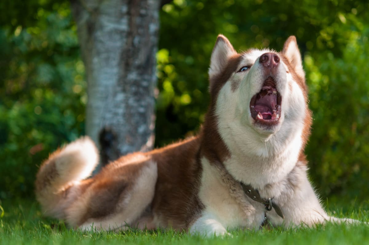 Why Do Huskies Talk So Much? It All Comes Down to History