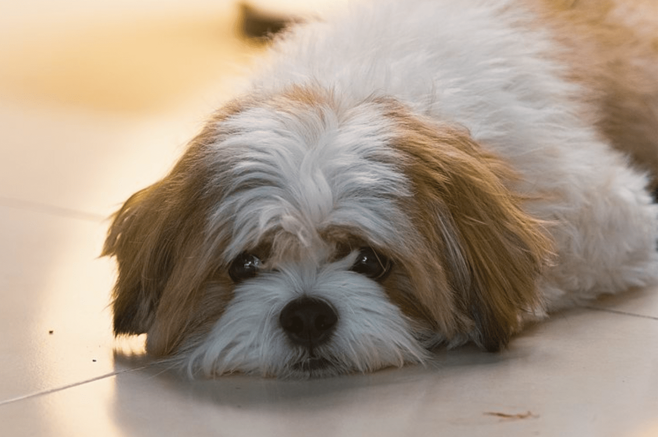 Shih Tzu Dogs That Dont Shed A Lot Of Hair Clearance Shih Tzu Non
