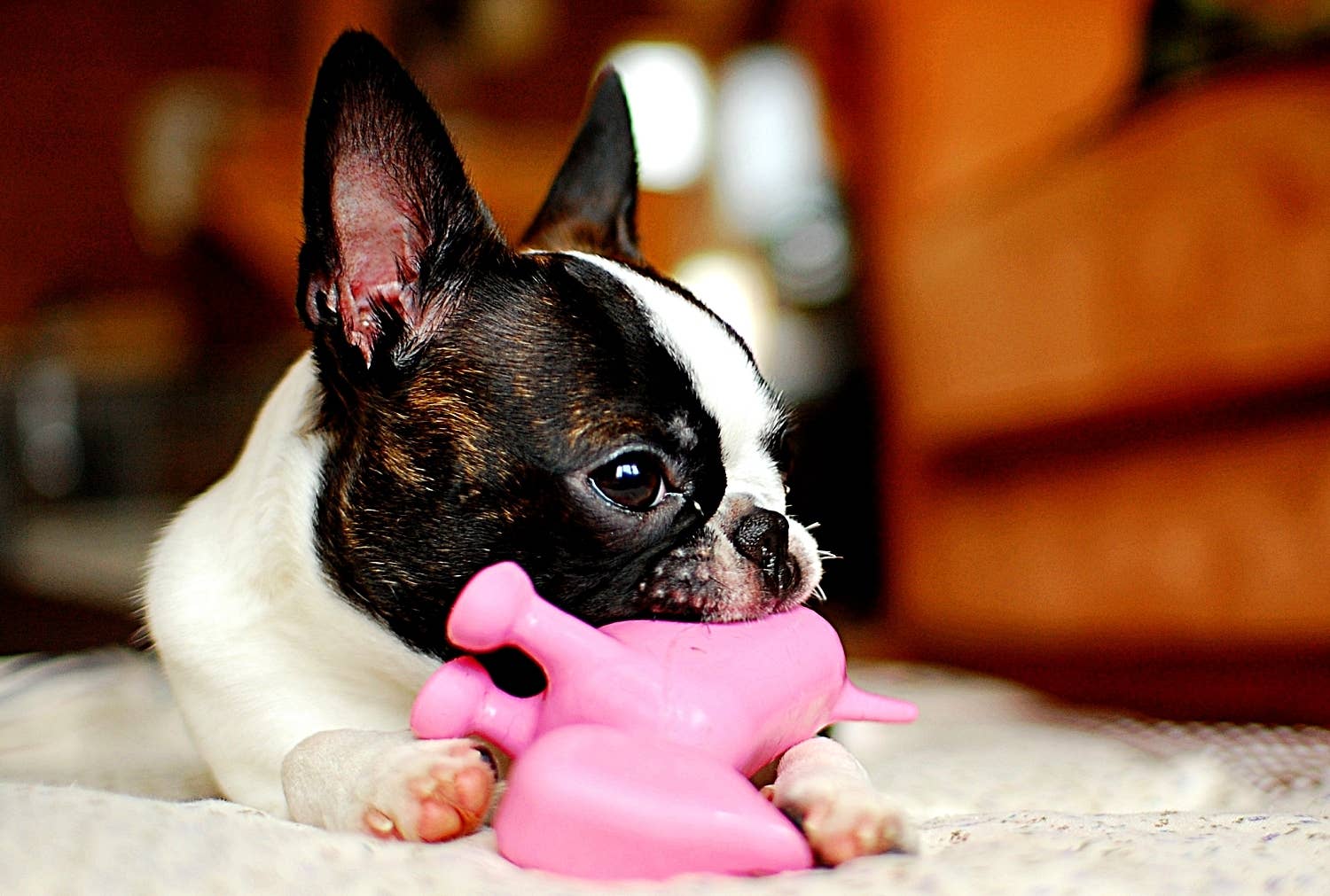 Why Is My Female Dog Whining and Carrying a Toy?