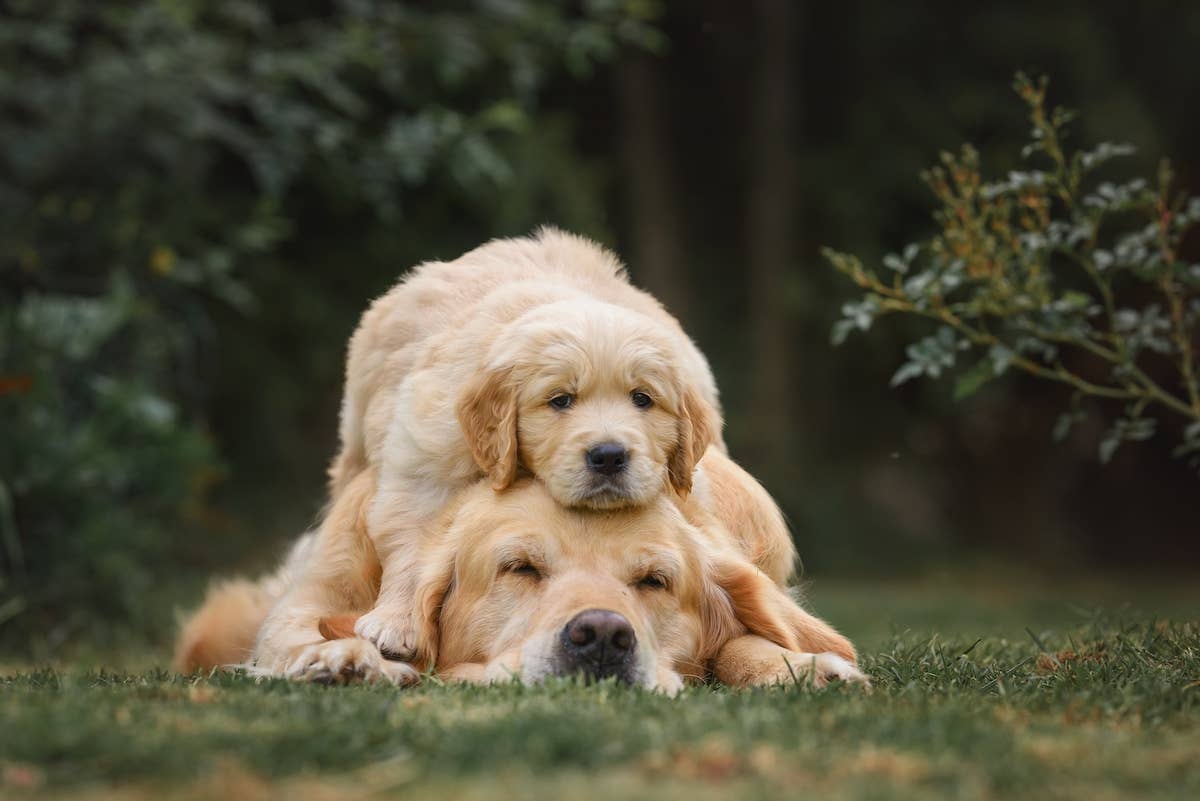 Senior Golden Retriever Appeared to Be Near the End Until a Puppy