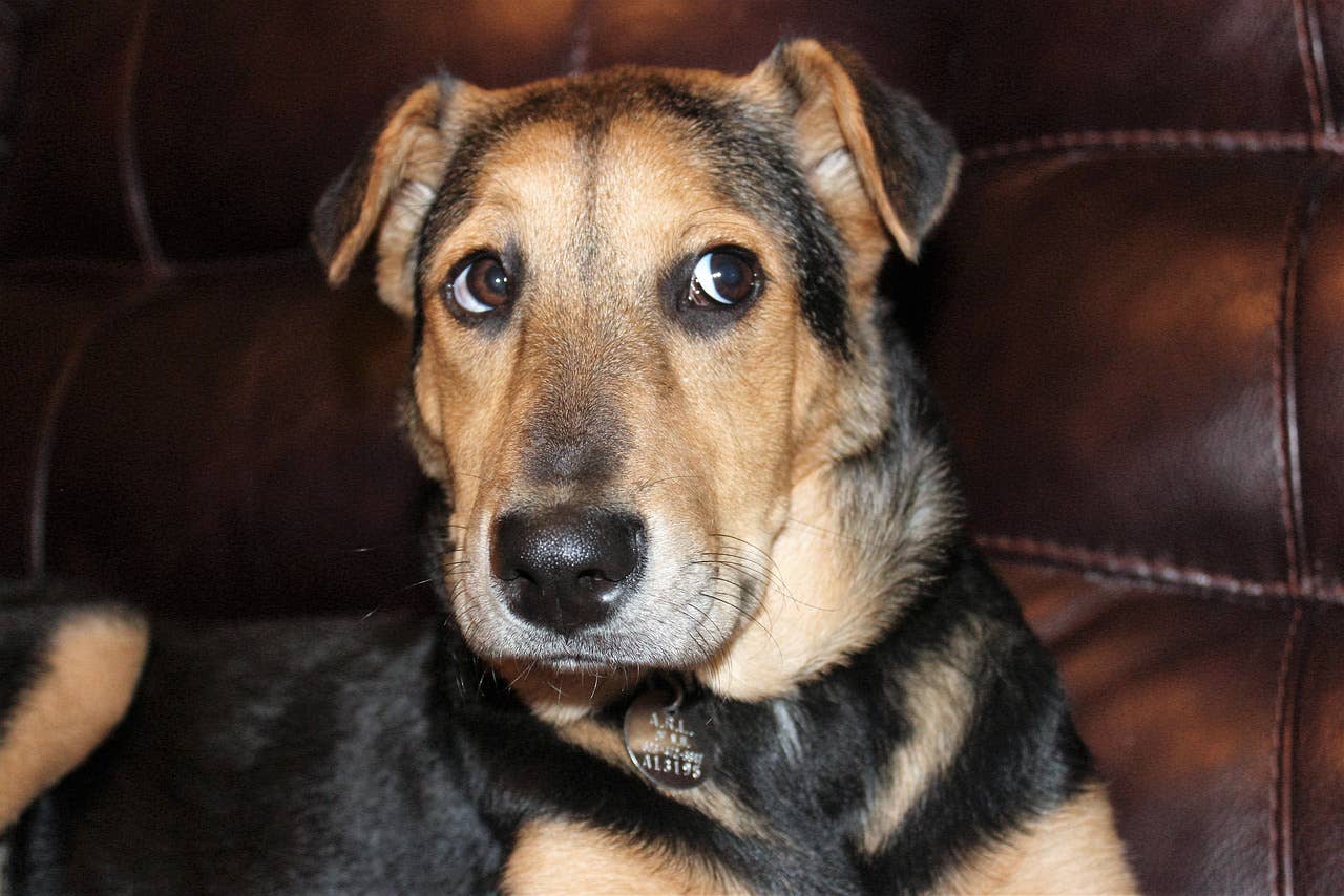 Does Spaying Change Dog Behavior? Uncover the Truth Now