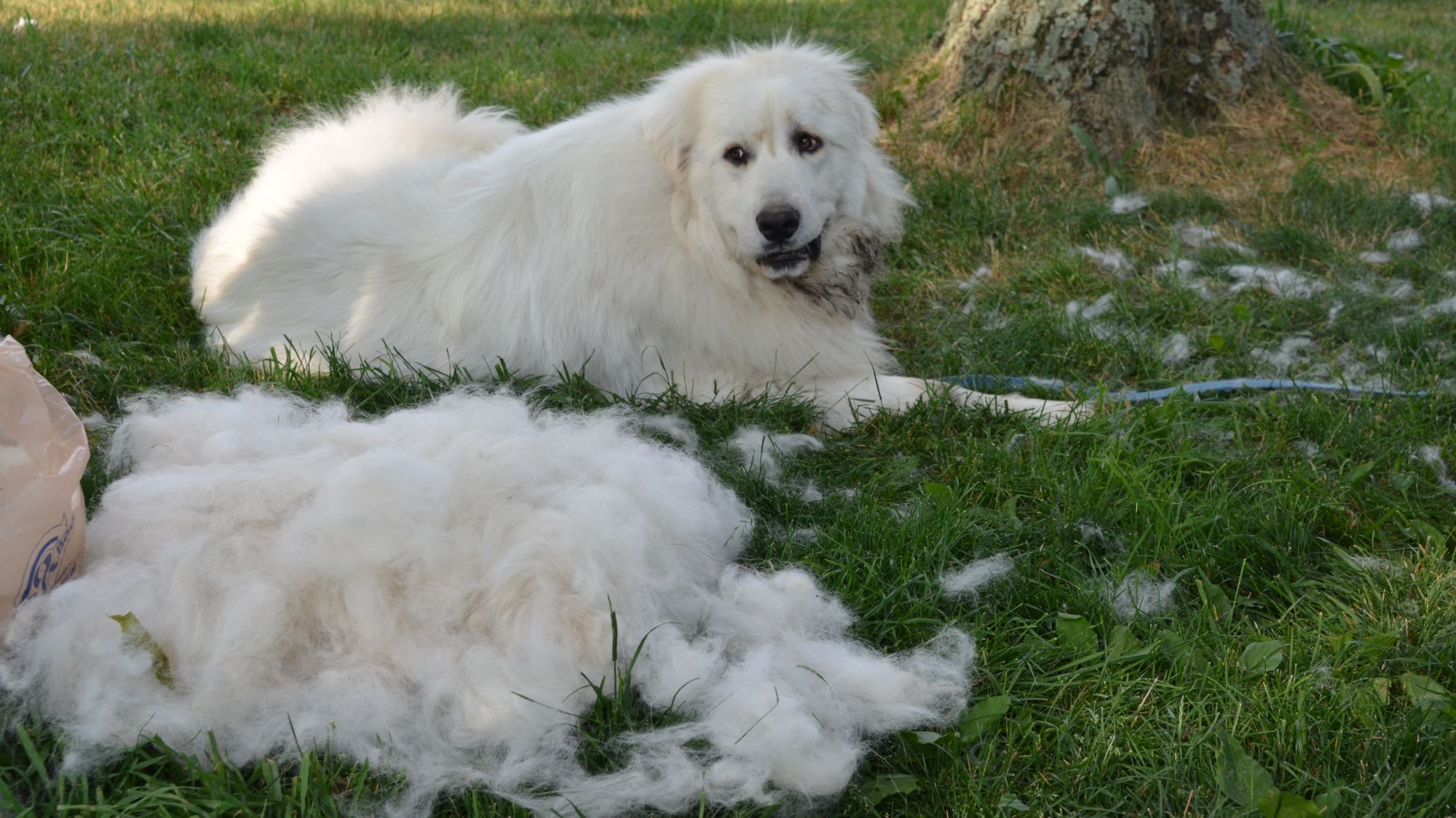 Great Pyrenees: The Majestic Mountain Guardian and Family Companion ...