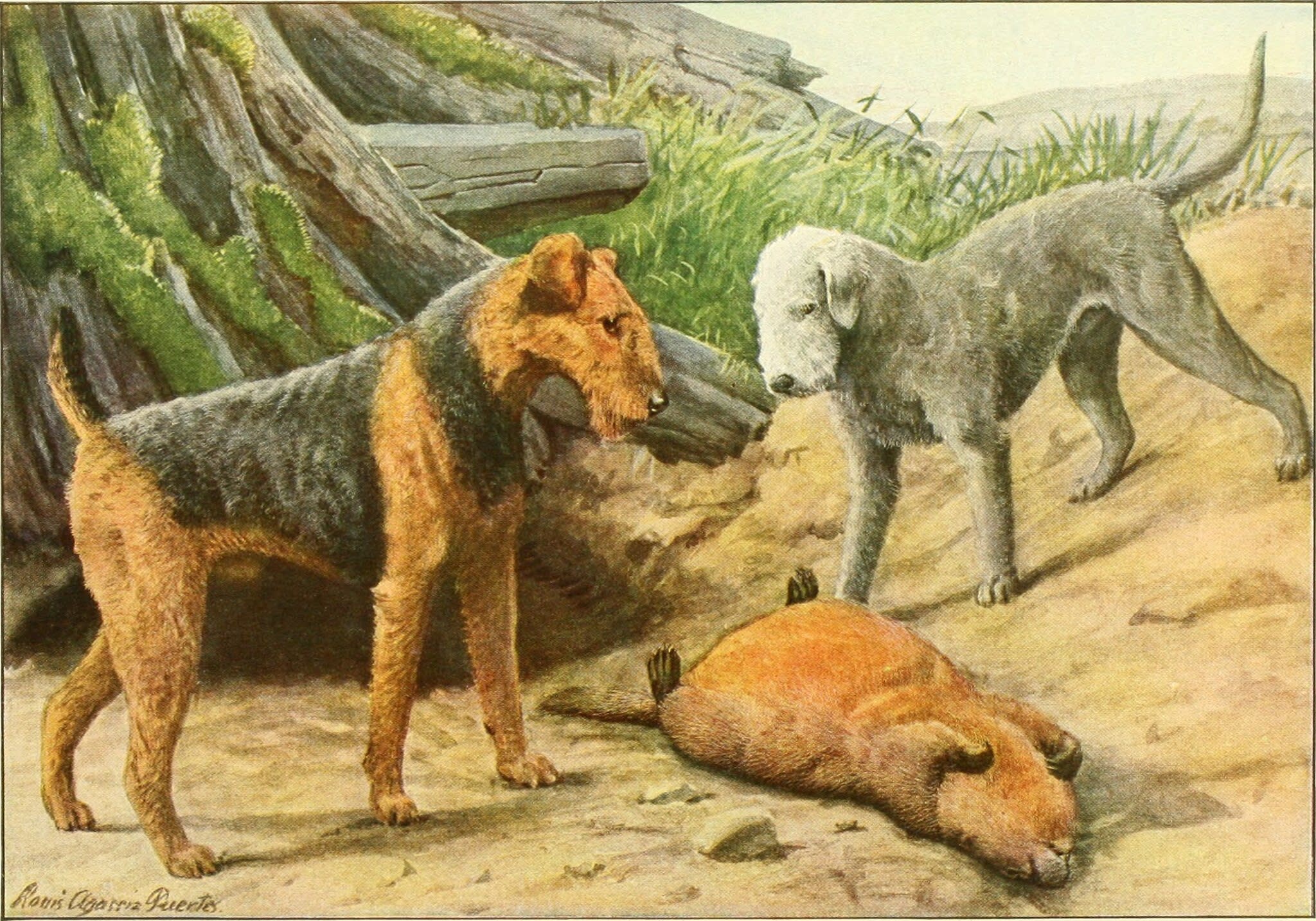 Shop working bedlington terrier breeders Online Sale