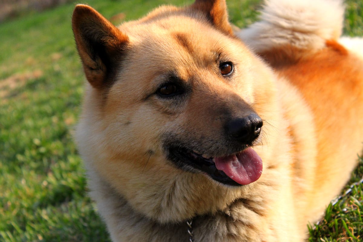 What Is the Best Diet for Dogs With Seizures?