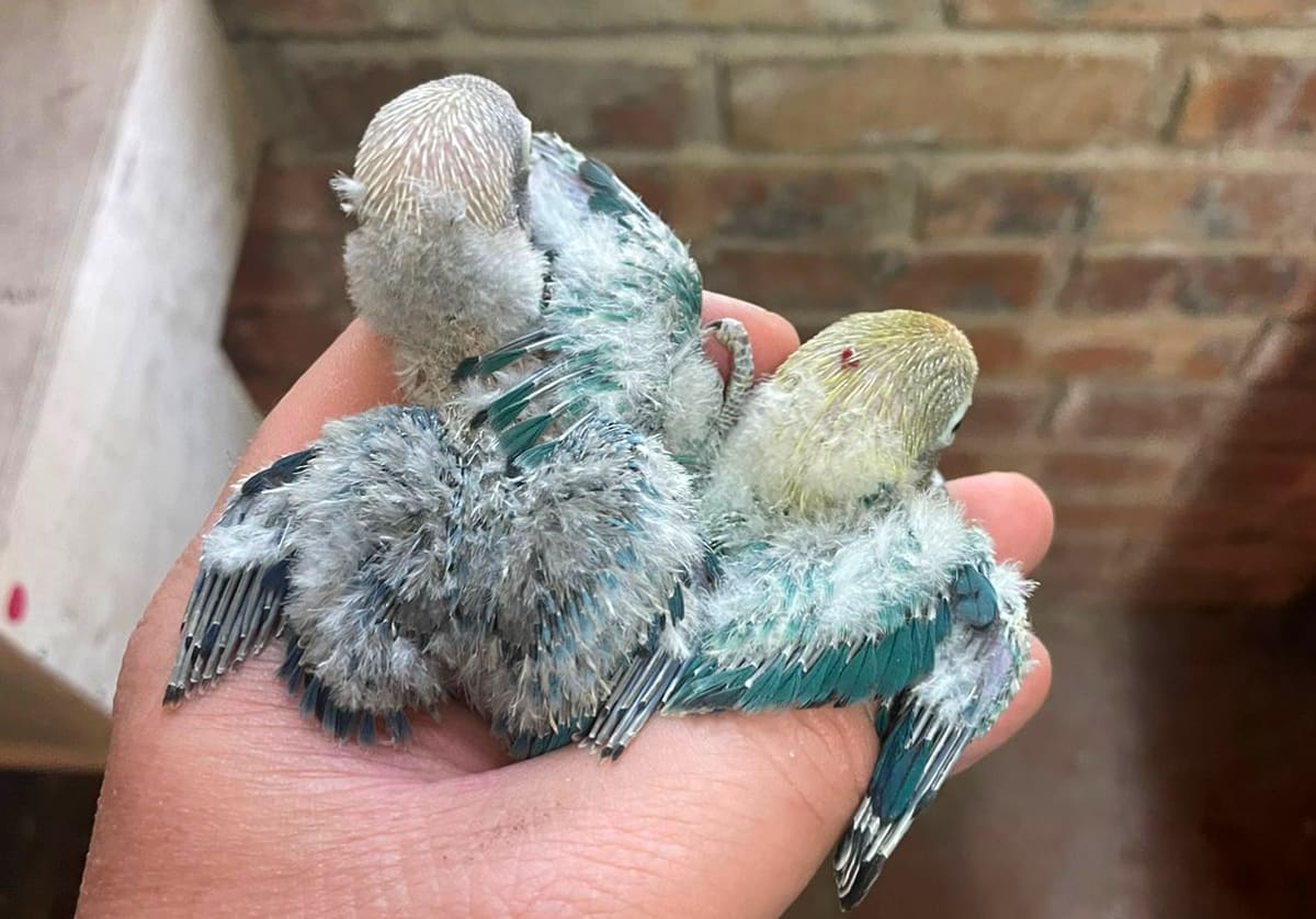 Baby love bird hi-res stock photography and images - Alamy, image size:1200x838