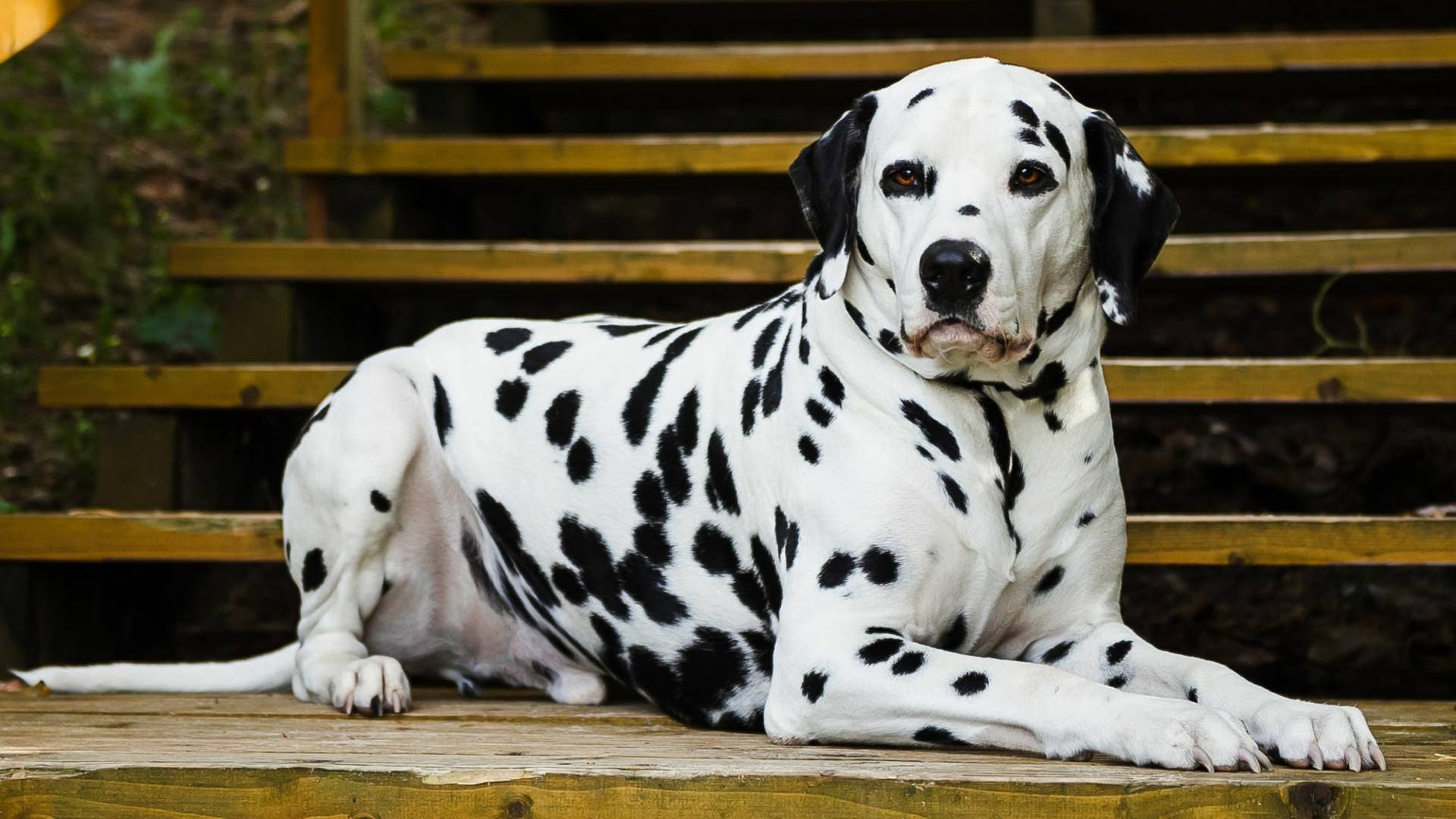 The Complete Guide To Dalmatians History Care And Training PetHelpful The Complete Guide To Dalmatians History Care And Training PetHelpful