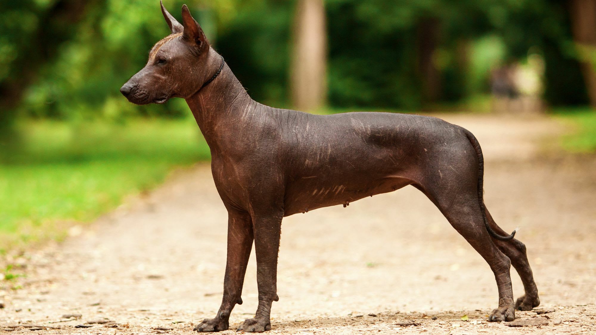 The Comprehensive Guide to Xoloitzcuintli: History, Care, and More, image size:2000x1125