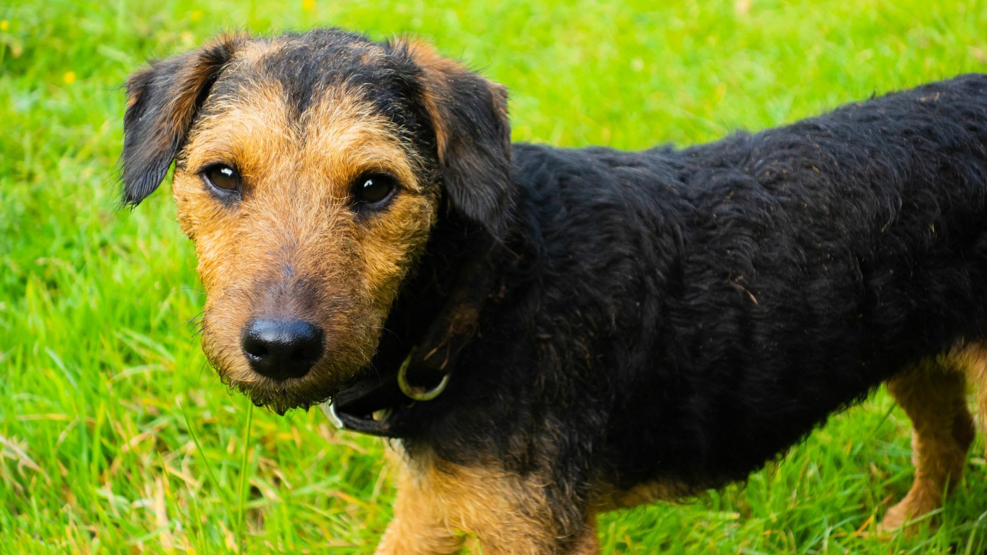 Buy black and tan terrier breed from the lake district Outlet
