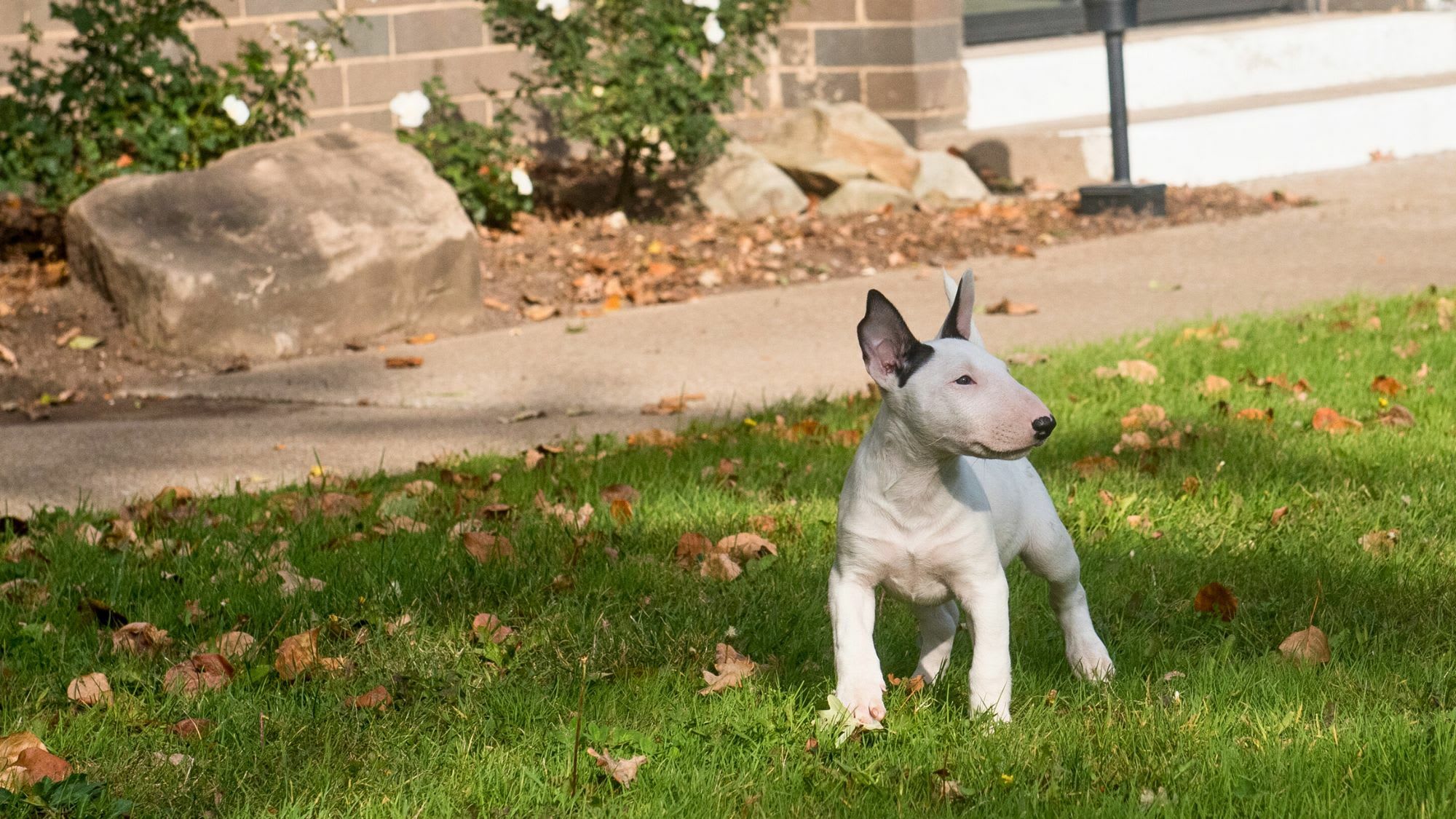 Miniature Bull Terrier A Compact Companion With a Big Personality