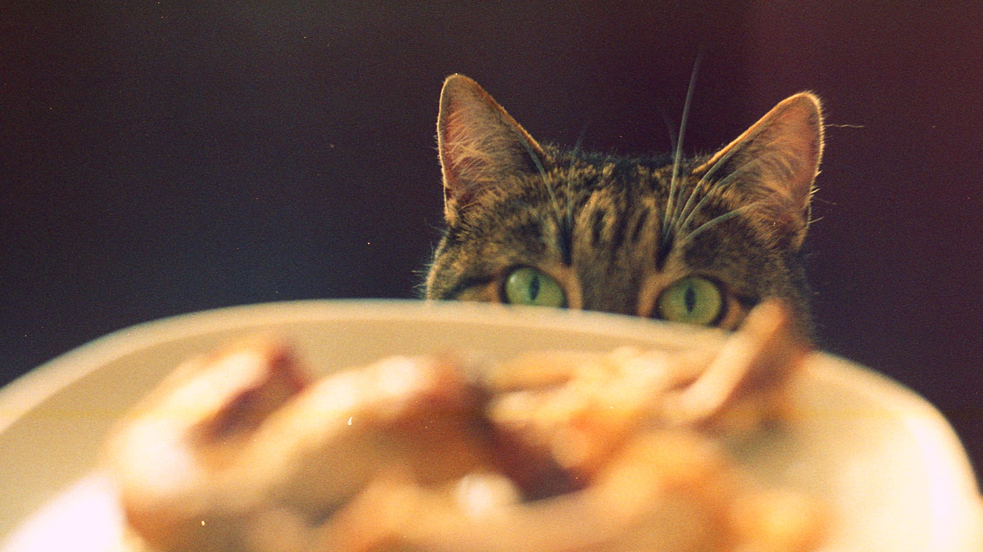 How Much and How Often Should I Feed My Senior Cat?