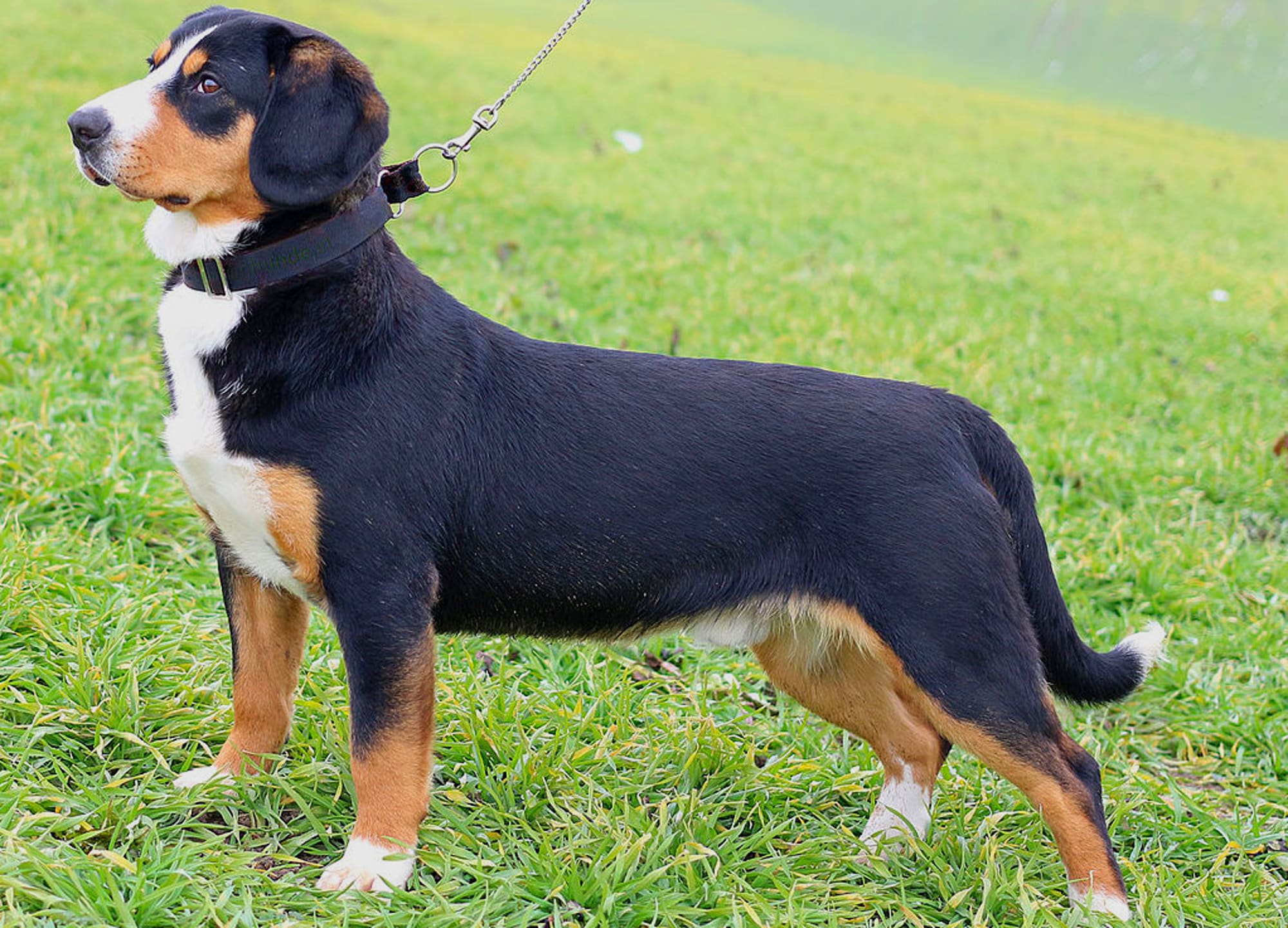 Dog Mix Brown Mountain Dog Greater Swiss Mountain Dog Breed