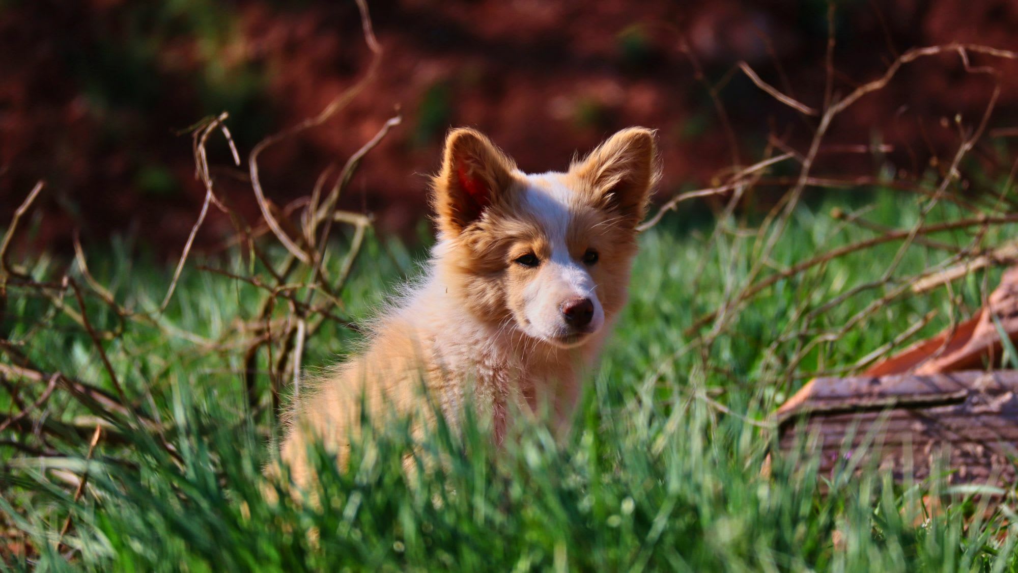 Icelandic Sheepdogs: Guide to Their History, Characteristics, and Care
