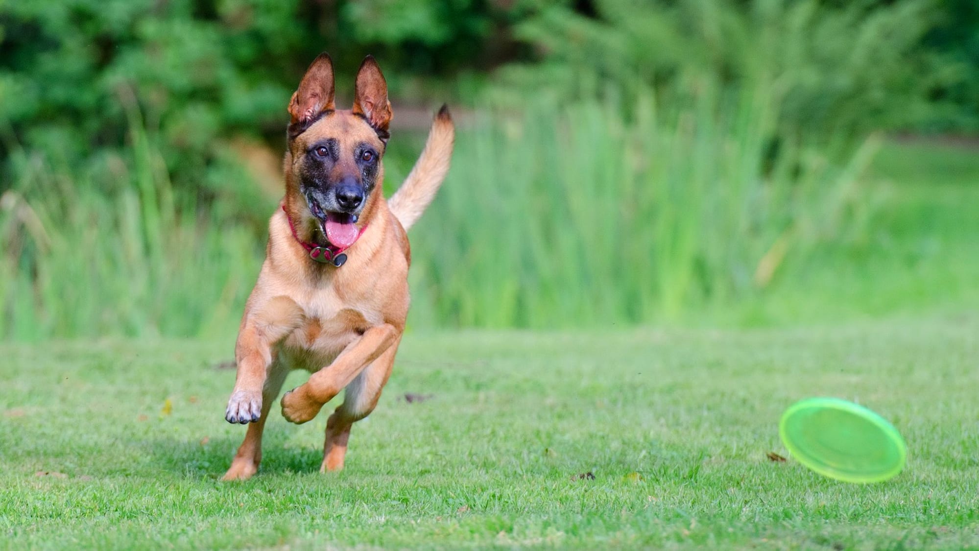 Belgian Malinois: A Comprehensive Guide to This Energetic and Smart Dog  Breed - PetHelpful, image size:1999x1125