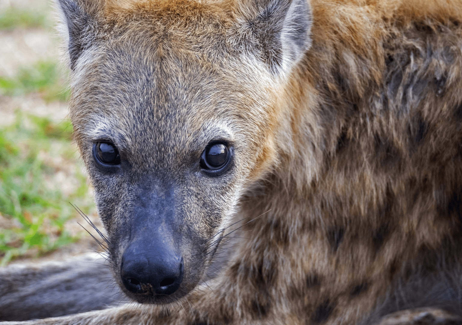 Ghostly Shot of Rare Hyena Wins Wildlife Photographer of the Year Award -  PetHelpful, image size:1536x1080