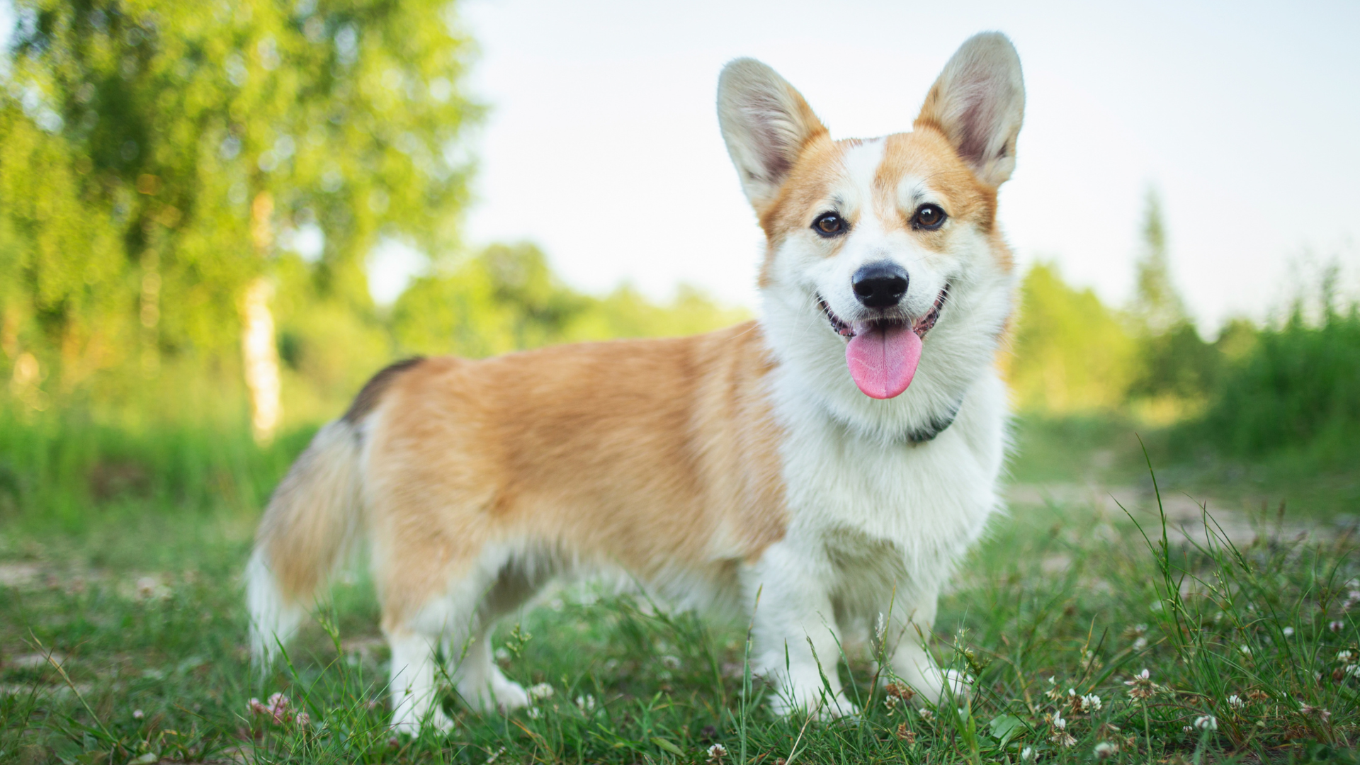What Are All The Types Of Corgis