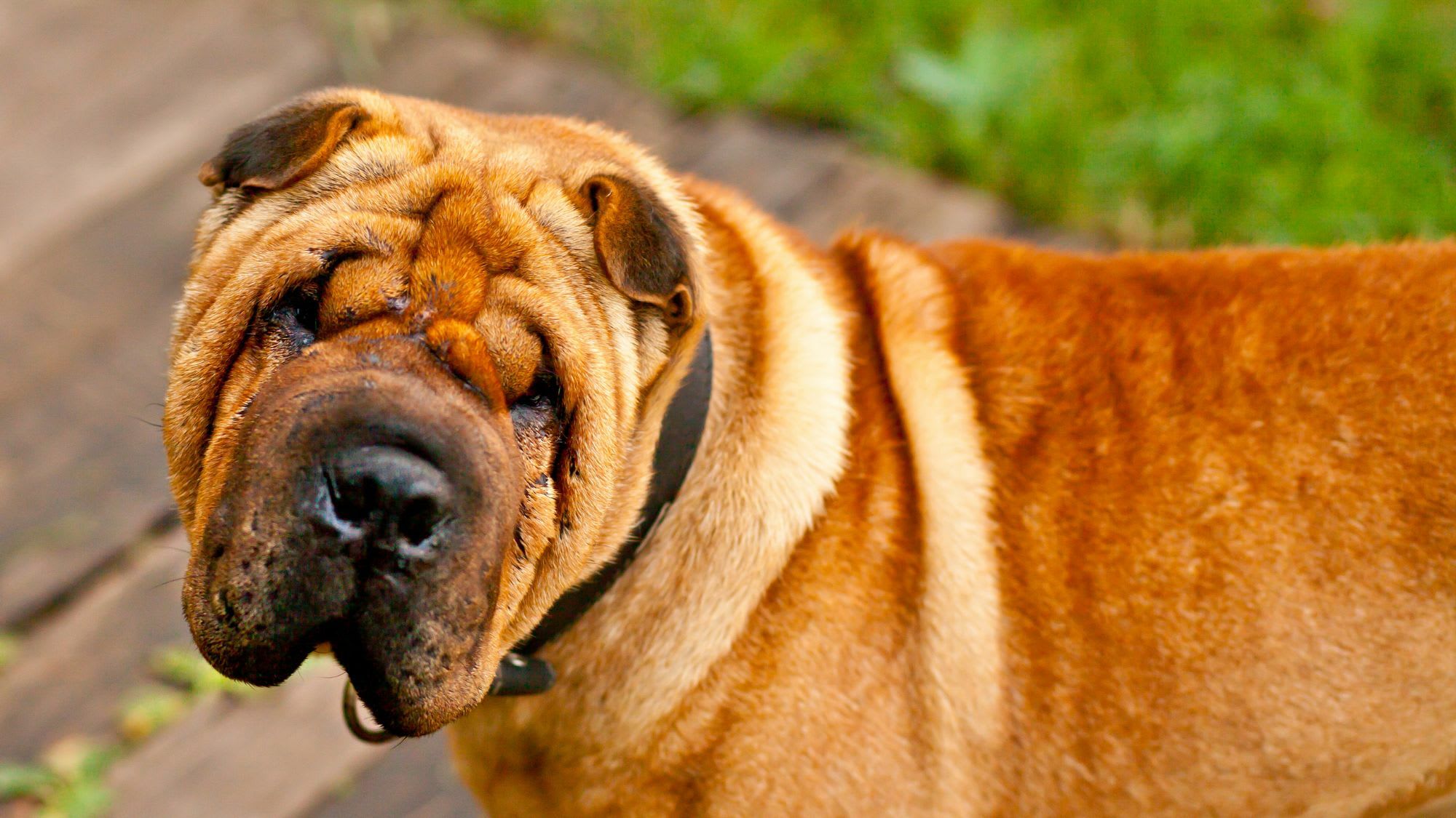 best brush for shar pei