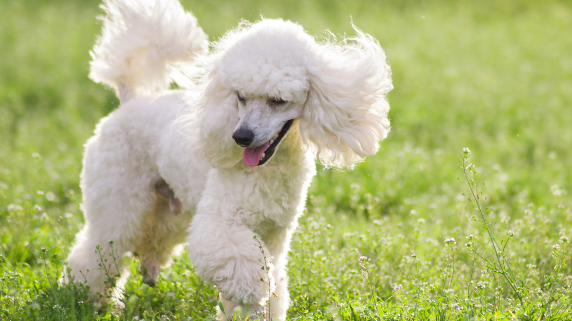Poodle