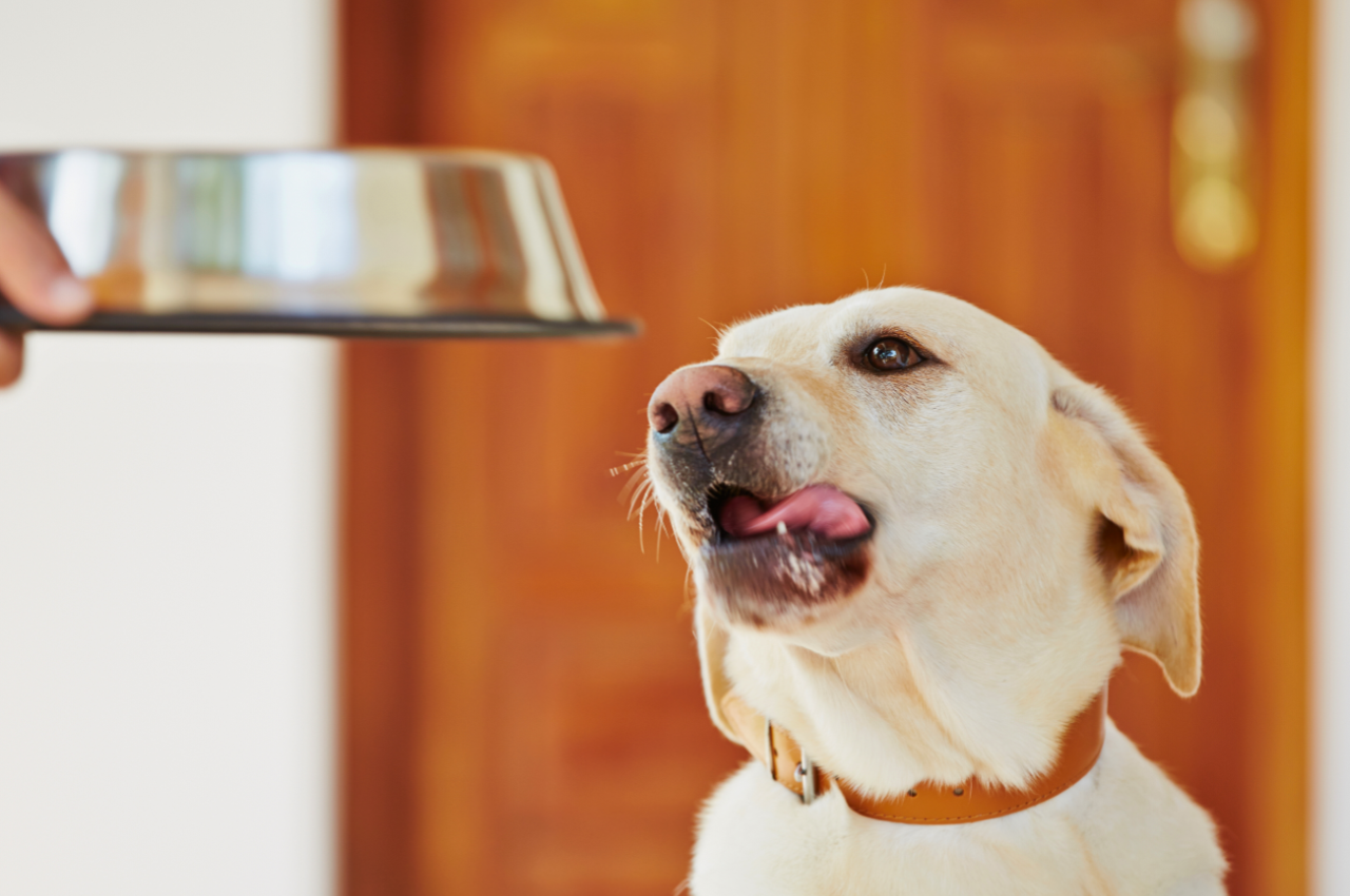Curated visual reference: Fresh Look at Fast Eating Dogs Are Calming Down Thanks To This Puzzle
