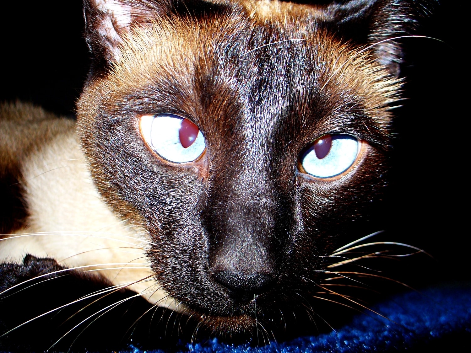 best brush for siamese cat