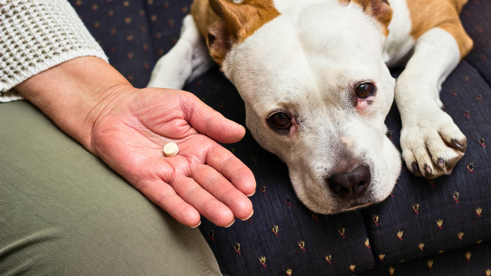 Image showcasing How Much Benadryl Can I Give My Dog? (Vet-Approved) - PetHelpful