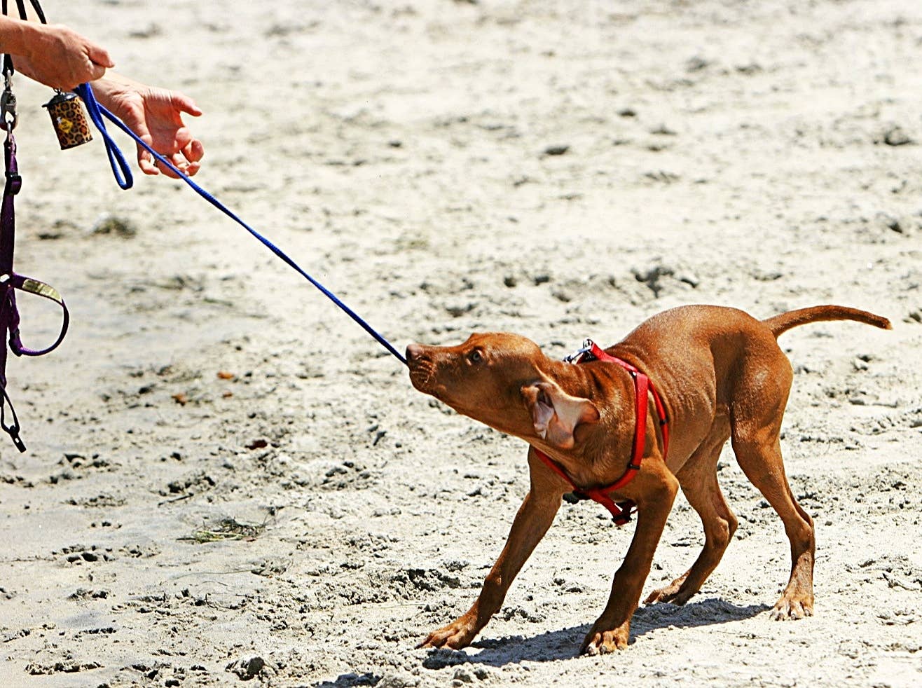 Why Is My Dog Jumping and Biting Me During Walks? PetHelpful