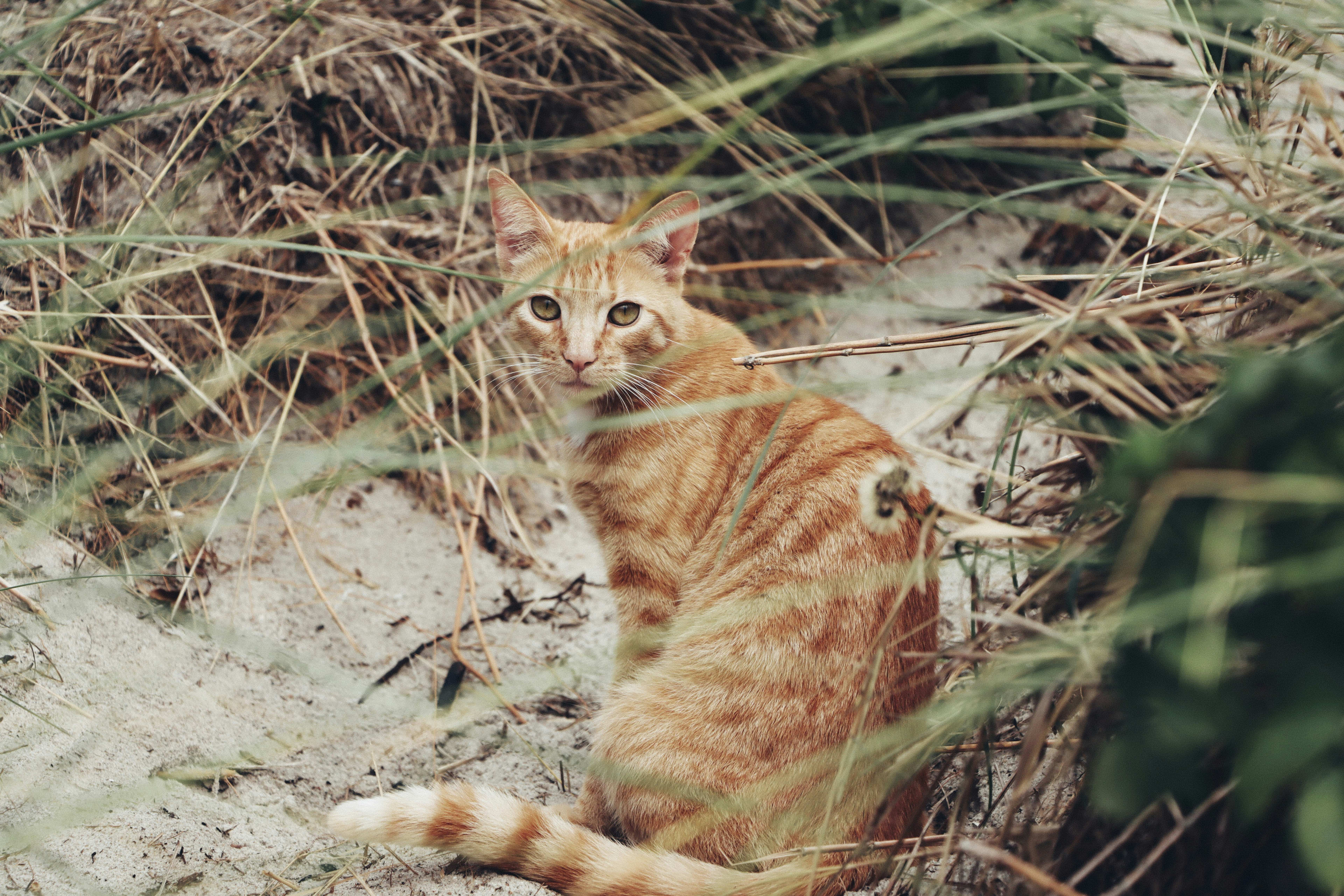 how to teach a cat to pee outside