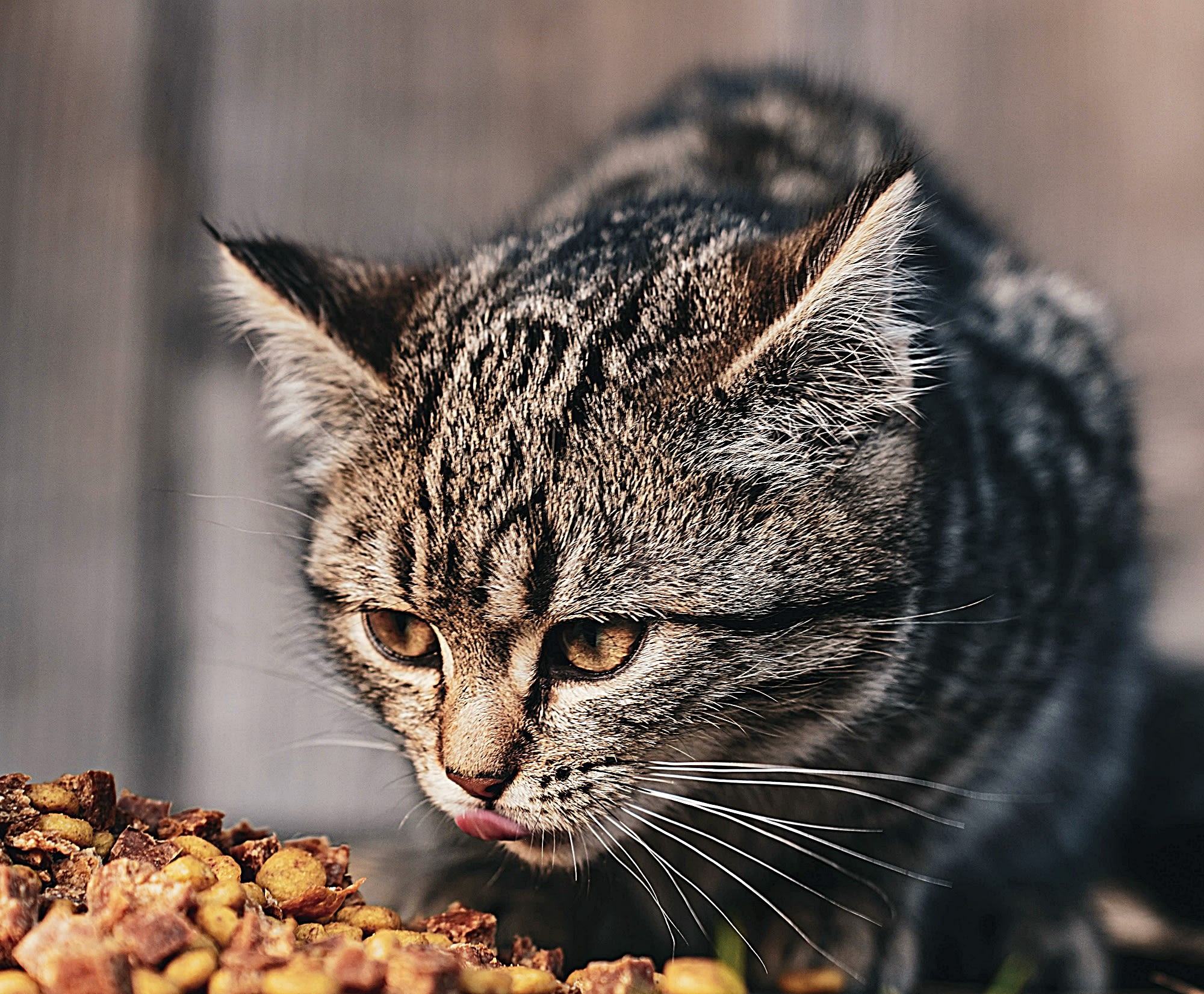 best cat food for stomach problems