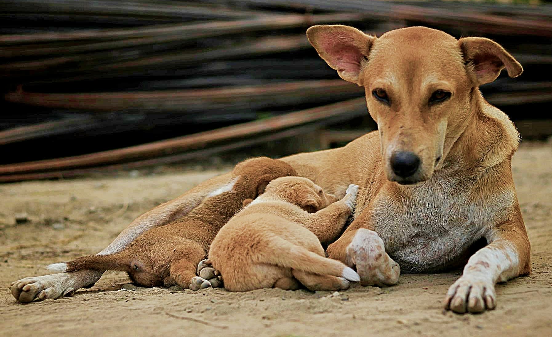 Why Do Mother Dogs Kill Their Puppies? Causes & Prevention - PetHelpful