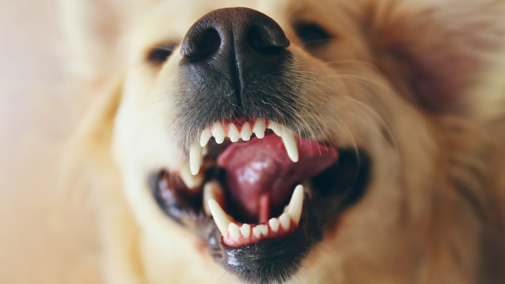 11 Causes of Dogs Foaming at the Mouth - PetHelpful